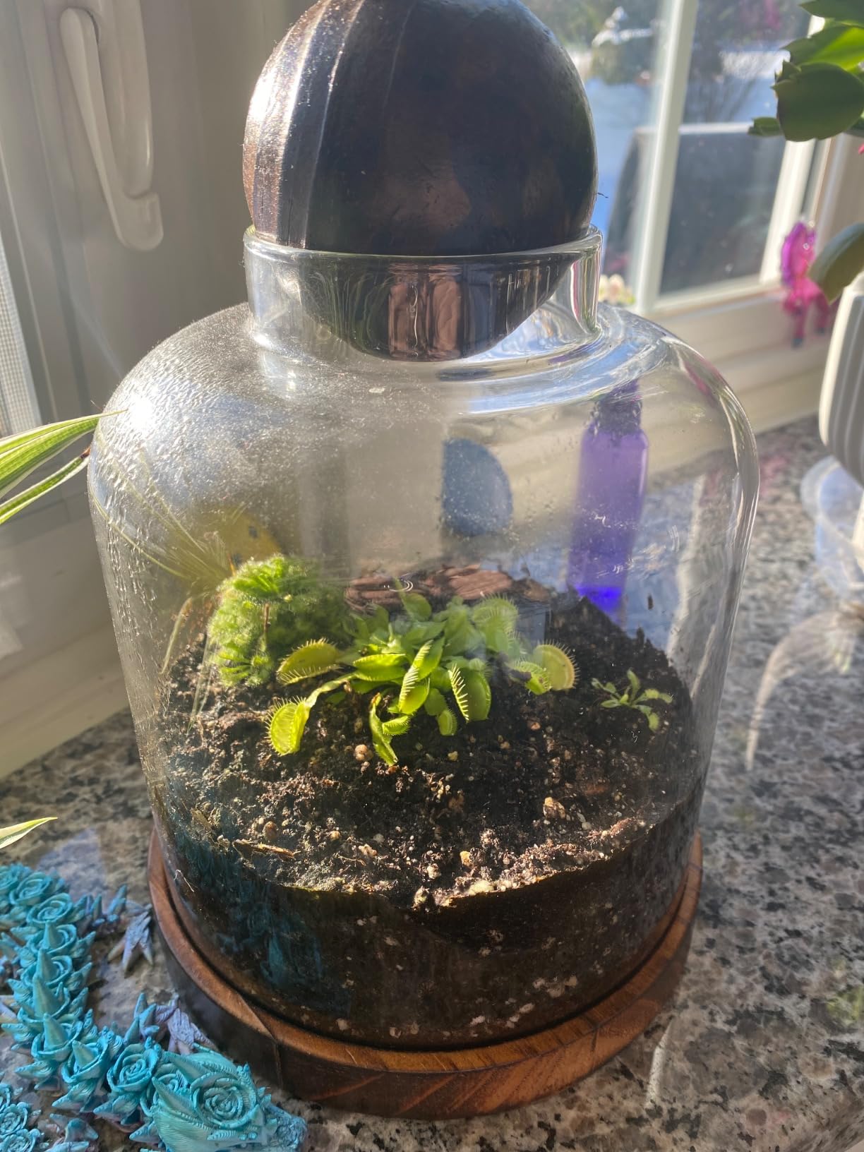 Yangbaga Large Glass Terrarium Succulent Plant Terrarium House for Plant/Moss Ball/Glass Fish Tank Mini Table with Wood Base & Ball lid Office Home Decoration customer photo 2