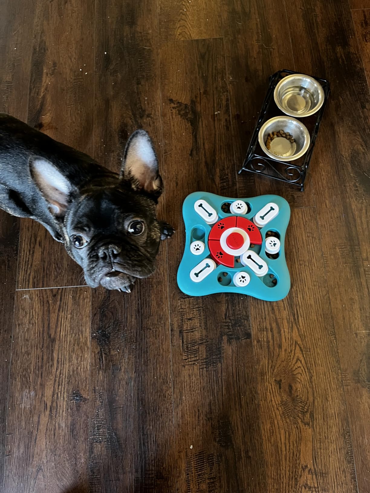 PETSTA Dog Puzzle Toys, Treat Dispensing Dog Enrichment Toys for IQ Training and Brain Stimulation customer photo 2