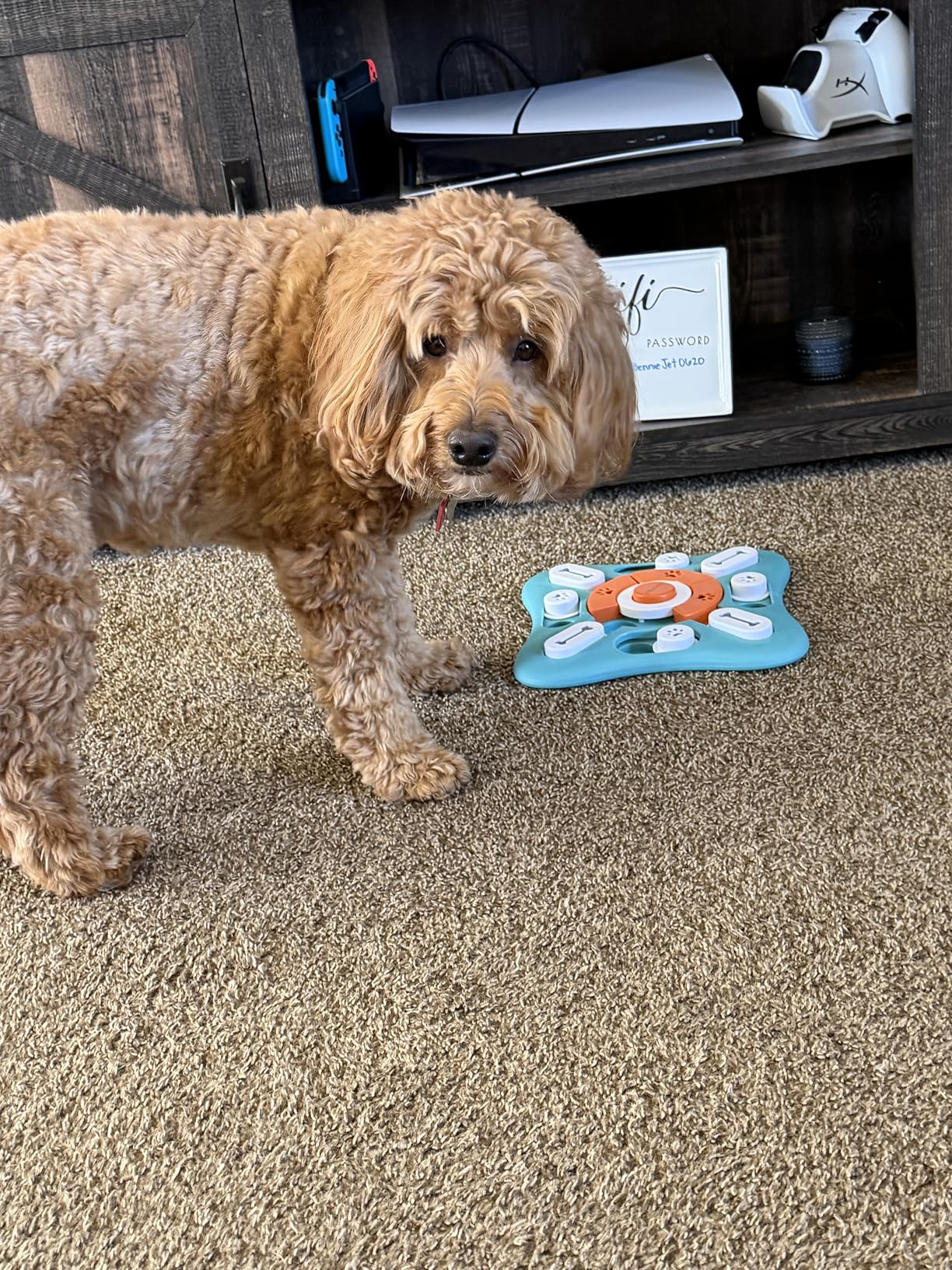 Interactive Dog Treat Puzzle Toys for IQ Training & Mental Stimulating, Fun Slow Feeder, Large Medium Small Dogs Enrichment Toys with Squeak Design customer photo 1