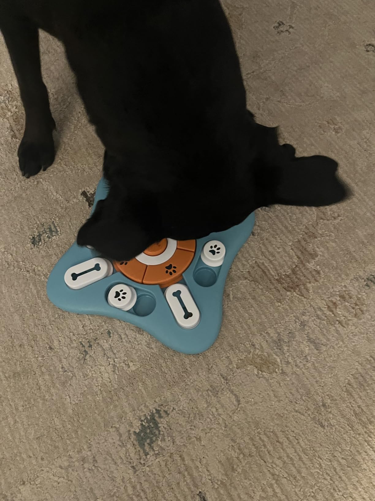 Interactive Dog Treat Puzzle Toys for IQ Training & Mental Stimulating, Fun Slow Feeder, Large Medium Small Dogs Enrichment Toys with Squeak Design customer photo 2