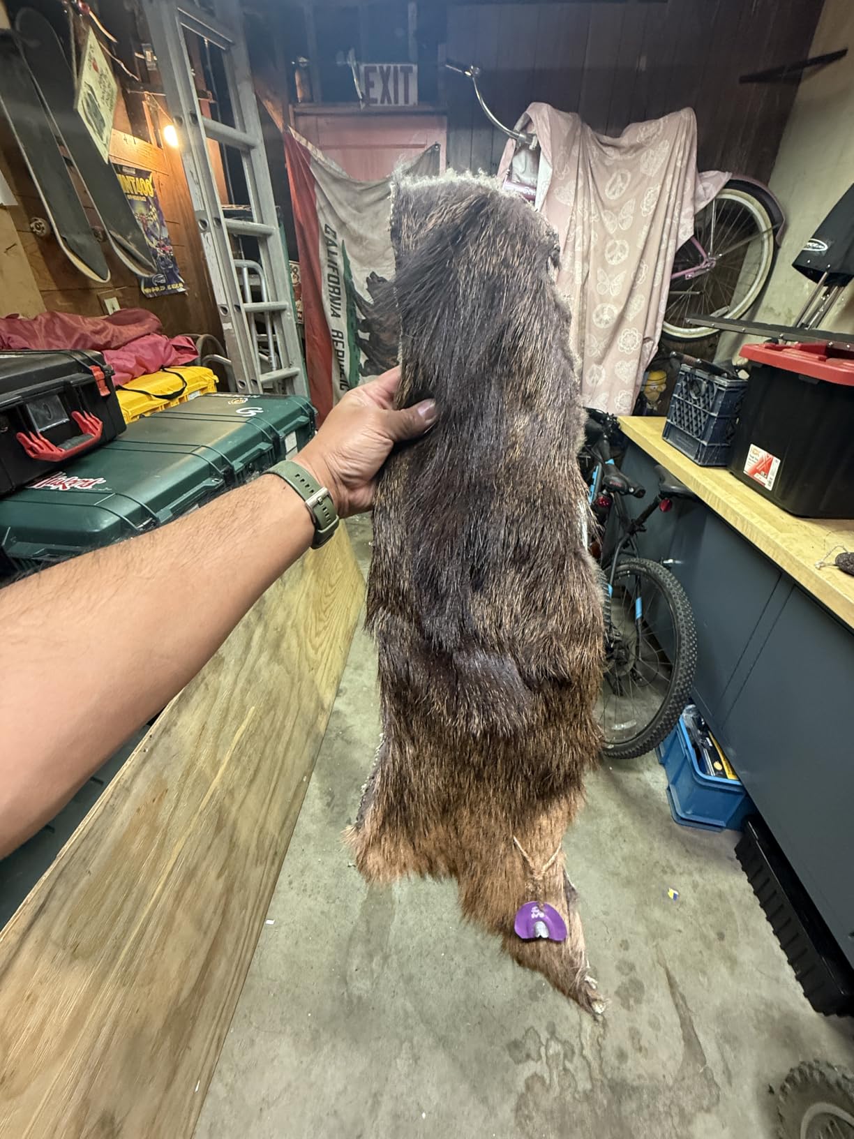 Phelps Game Calls AMP Diaphragms Elk Call - Complete Vocalization Collections for Cow Calls, Bull Bugles, and All Skill Levels customer photo 1