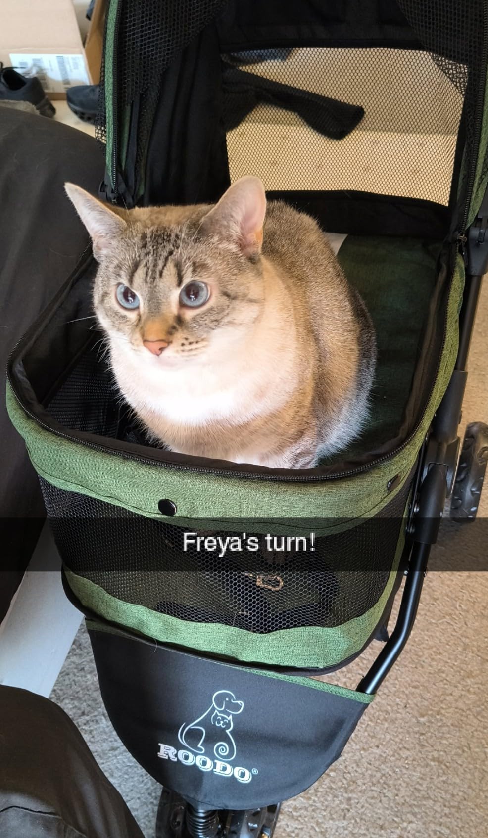 ROODO 3 Wheel Pet Stroller Best Lightweight Foldable Compact Portable Jogger All Terrain Travel Pet Gear Puppy Kitty Stroller for up to 30lbs Medium Small Dogs and Cats(Green) customer photo 1