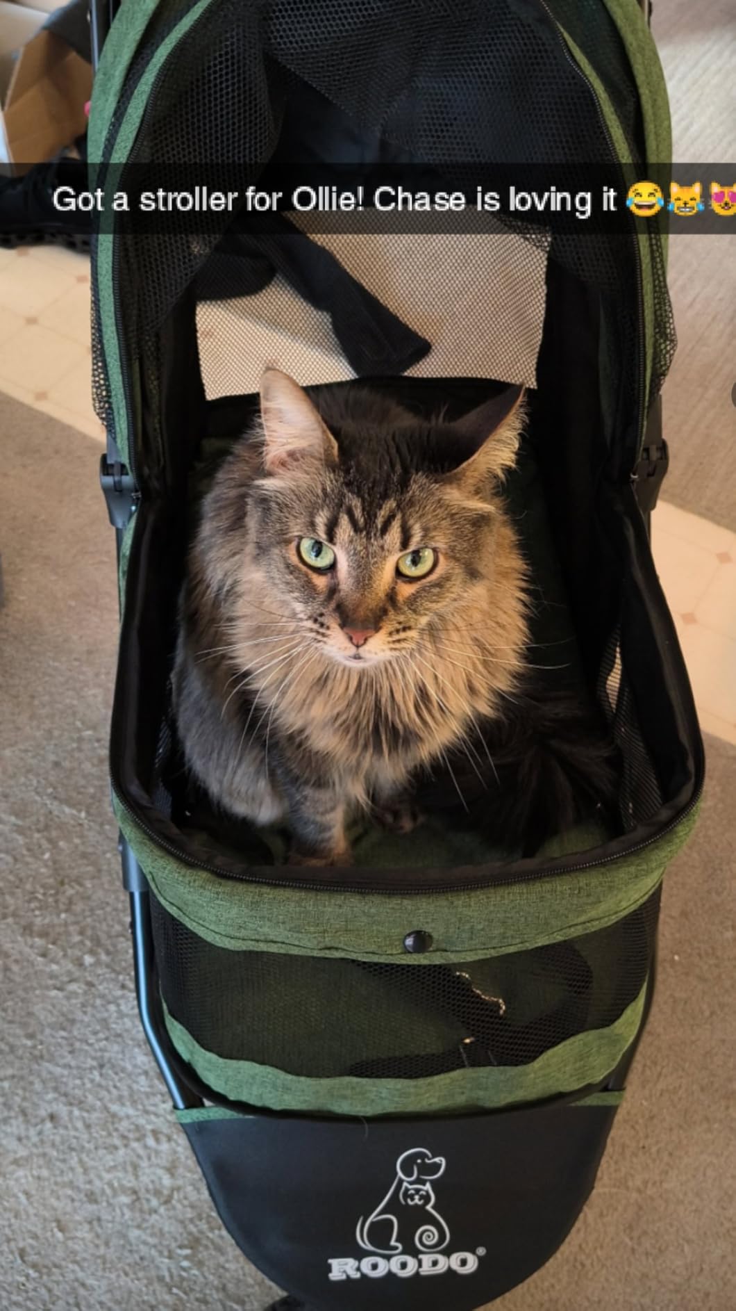 ROODO 3 Wheel Pet Stroller Best Lightweight Foldable Compact Portable Jogger All Terrain Travel Pet Gear Puppy Kitty Stroller for up to 30lbs Medium Small Dogs and Cats(Green) customer photo 2