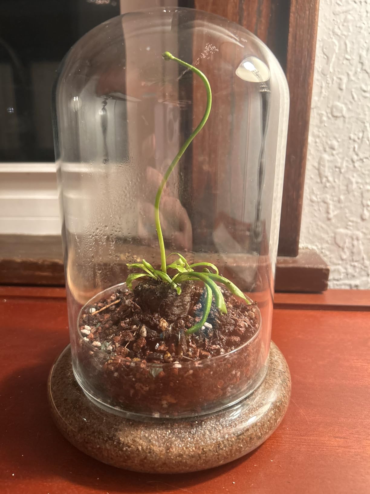 NCYP Glass Cloche Dome with Air Hole and Base, 5.9 x 5.9 x 8.2 Inches, Clear Terrarium Planter for Venus Flytrap, Small Plants, Home Indoor Tabletop Decoration customer photo 1