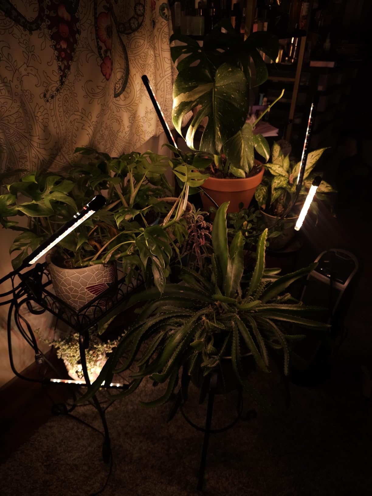 SDOVUERC 3head Plant Lights, 2Pack Grow Lights for Seed Starting, Full Spectrum Growing Lamps with Clip for Indoor Plants, Auto ON & Off Timer 3/9/12H, 3 Switch Modes, 10-Level Dimmable Brightness customer photo 2