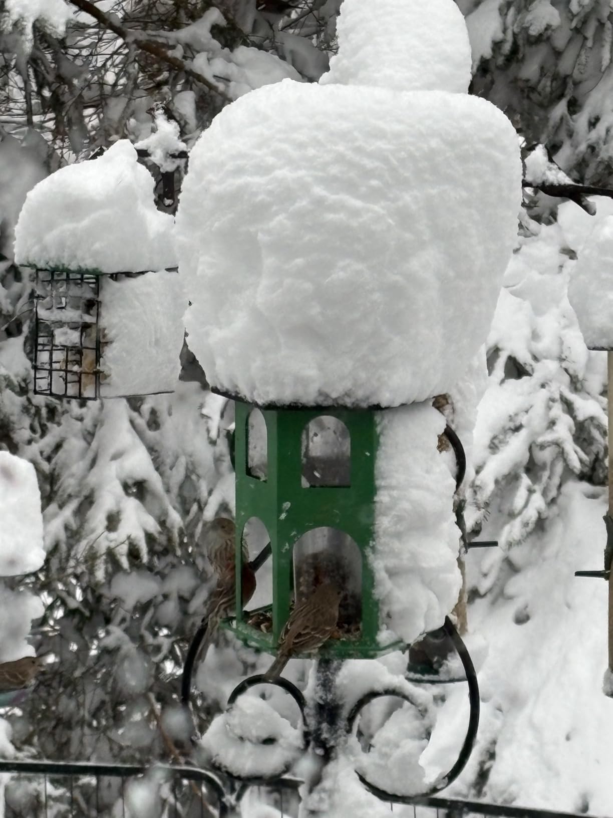 Kingsyard Metal Bird Feeder for Outdoor Hanging, Wild Bird Feeders with Circular Perch, Easy to Clean & Refill, 4 lbs Large Seed Capacity, White customer photo 1