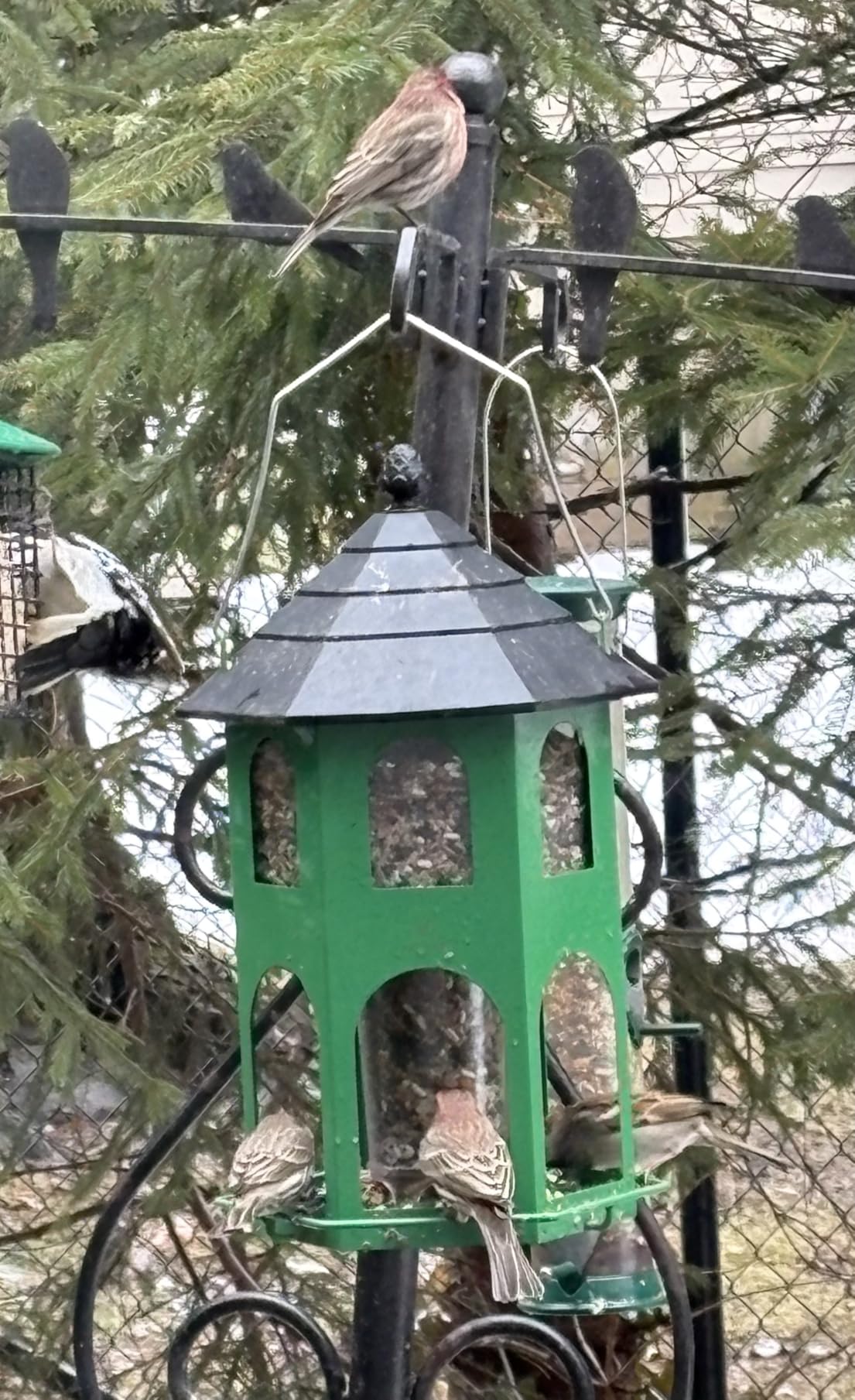 Kingsyard Metal Bird Feeder for Outdoor Hanging, Wild Bird Feeders with Circular Perch, Easy to Clean & Refill, 4 lbs Large Seed Capacity, White customer photo 2