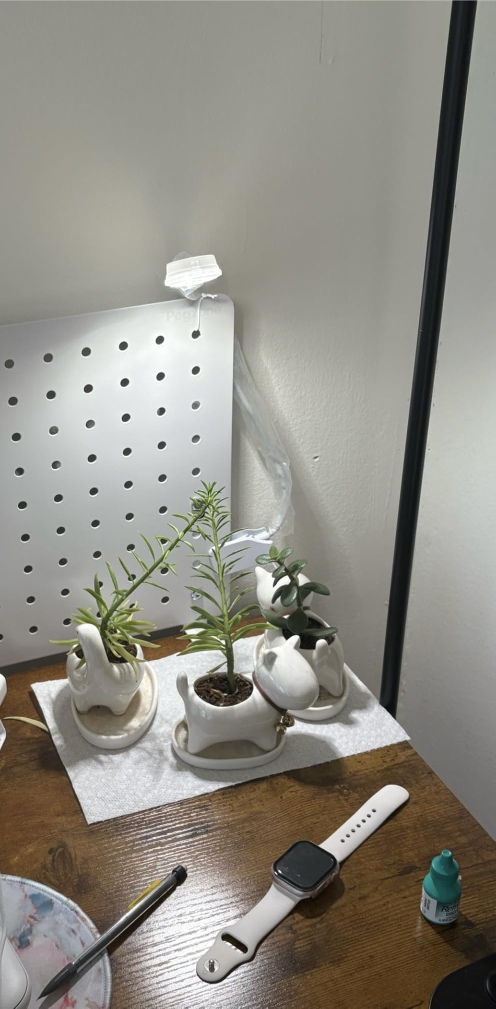 SANSI Grow Lights for Indoor Plants, Pot Clip LED Plant Lights for Indoor Growing, Full Spectrum, Plant Lamp with 4-Level Dimmable, Auto On Off 3 6 12 Hrs Timer for Succulents, Small Plant, White, 5V customer photo 2