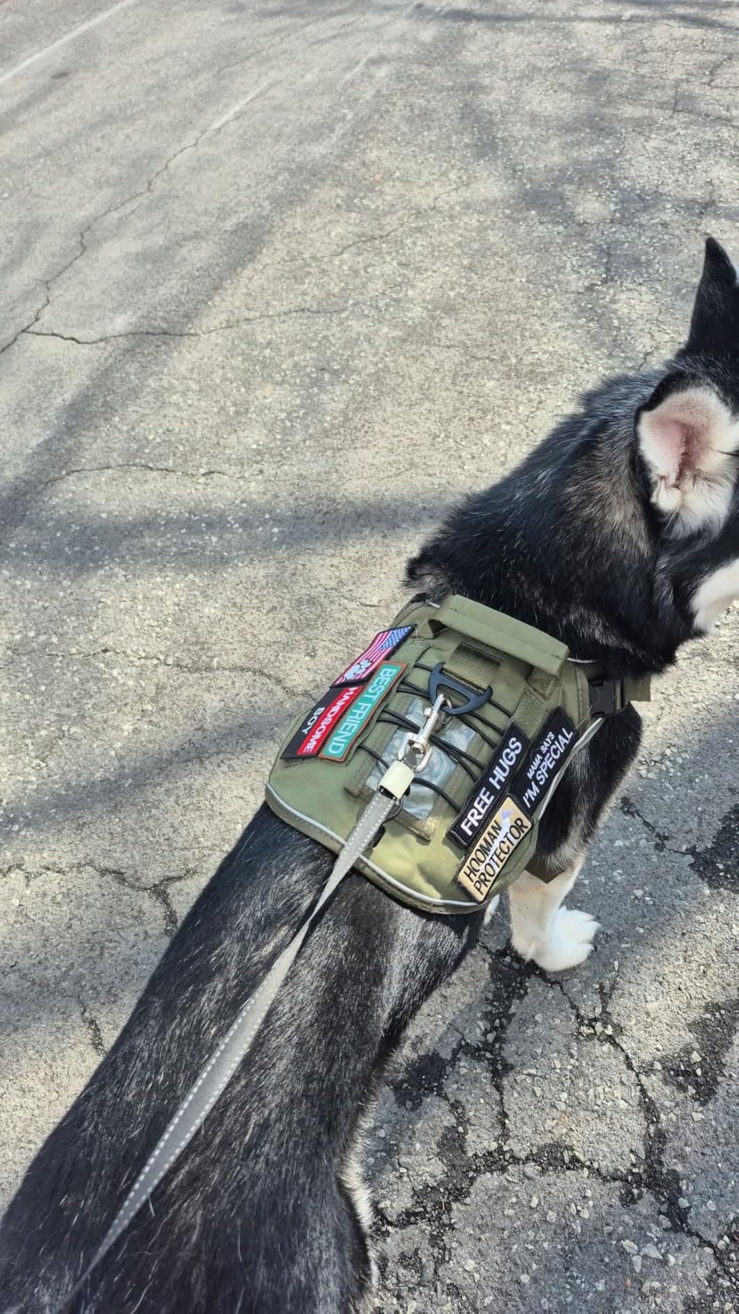 WINGOIN Tactical Dog Harness for Large Dogs, Heavy Duty No Pull Dog Harness with Handle, Adjustable Reflective Military K9 German Shepherd Big Size Dog Vest, Green (L) customer photo 1