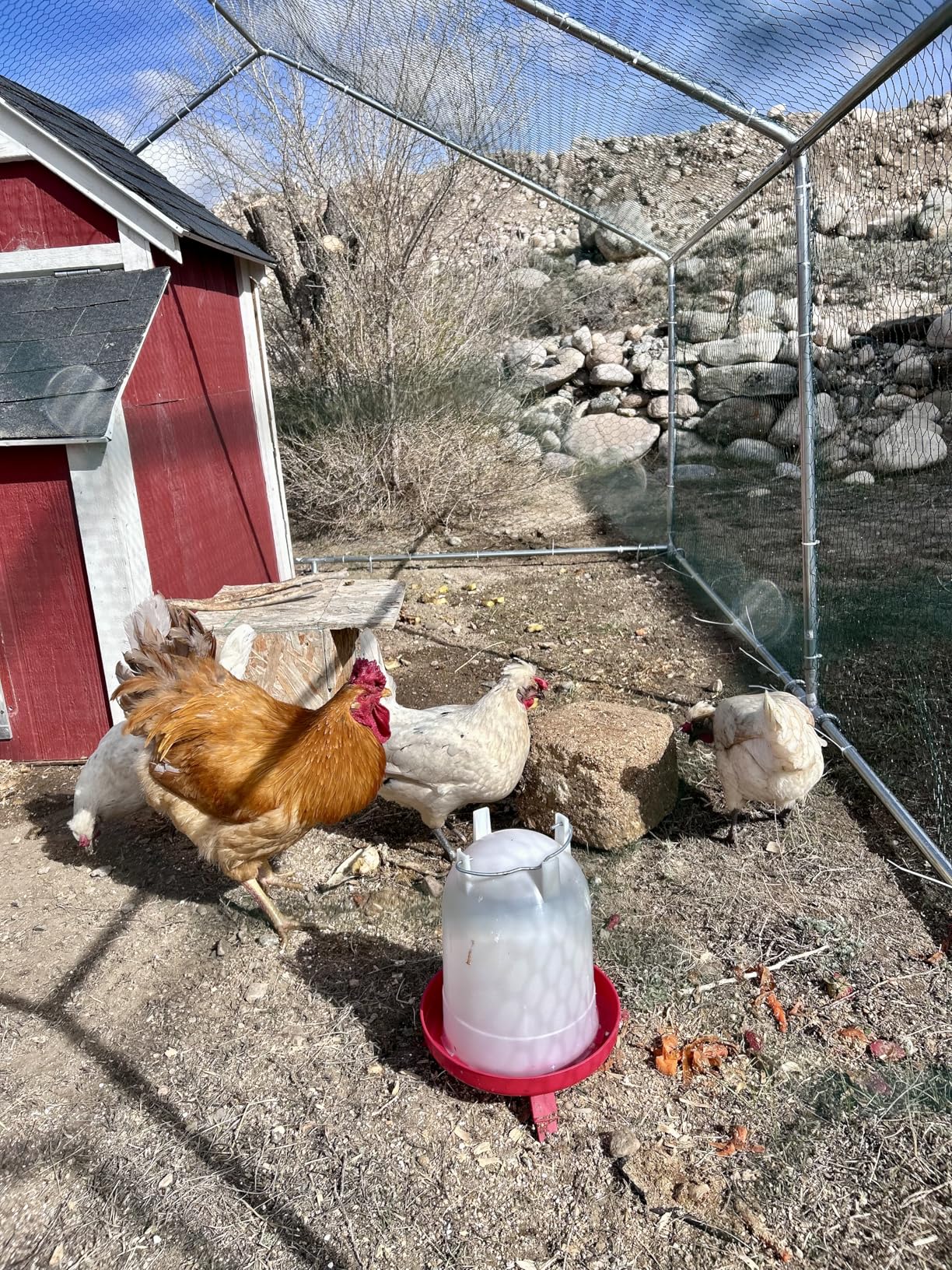 HITTITE Large Metal Chicken Coop with Run, 19.19 x 9.84 x 6.56 ft Walk in Poultry Cage Chicken Run Pen, Outdoor Chicken Runs for Yard with Waterproof & Anti-UV Cover customer photo 1