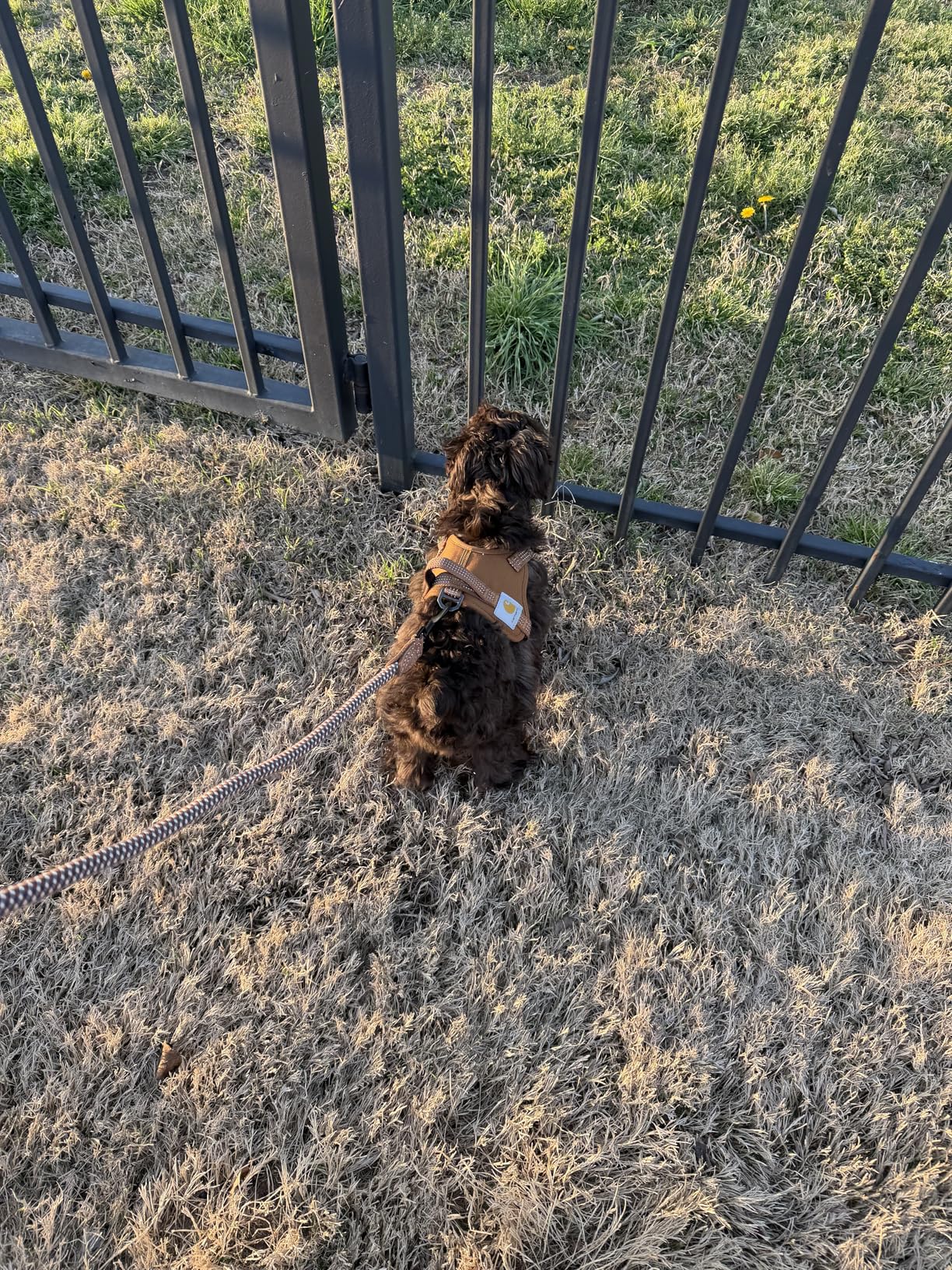 Carhartt Nylon Duck No Pull Dog Harness, Fully Adjustable Dog Harness with Quick Control Handle and Reflective Accents, Carhartt Brown, Large customer photo 2