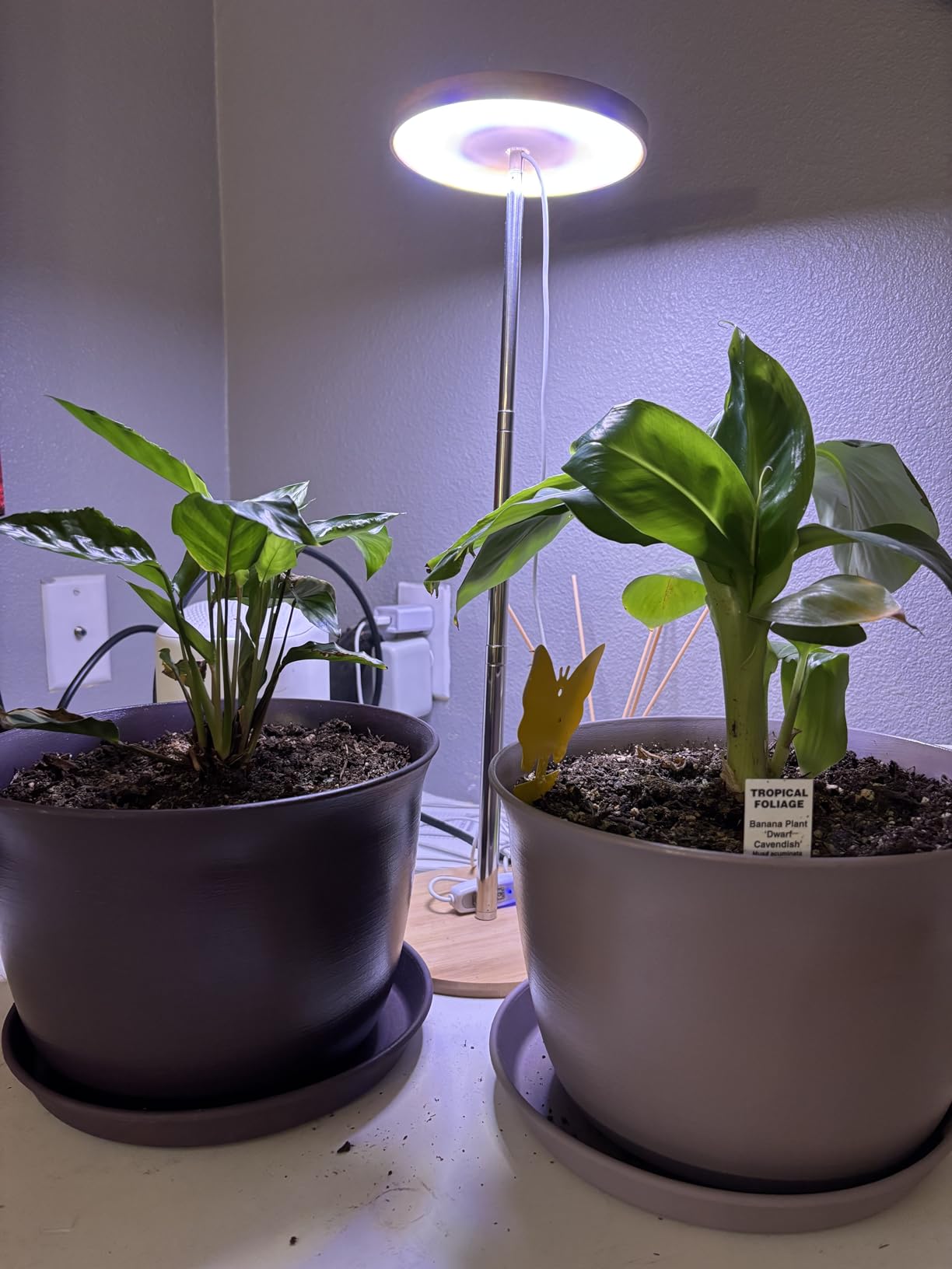 LORDEM Grow Light, LED Plant Light for Indoor Plants Growing, Full Spectrum Desk Growth Lamp with Automatic Timer for 4H/8H/12H, 4 Dimmable Levels, Height Adjustable 9.8