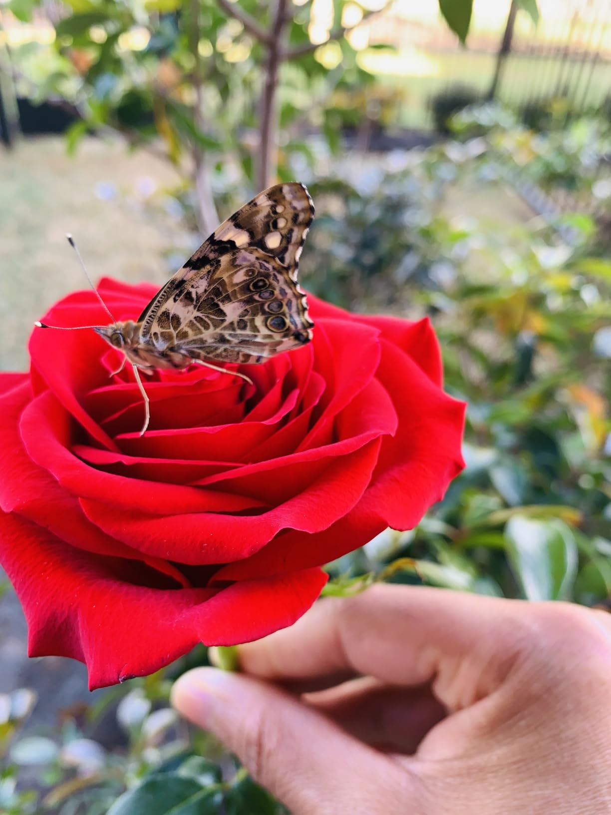 National Geographic Butterfly Growing Kit - Butterfly Habitat Kit with Voucher to Redeem 5 Caterpillars (S&H Not Included), Butterfly Cage, Feeder (Amazon Exclusive) customer photo 2
