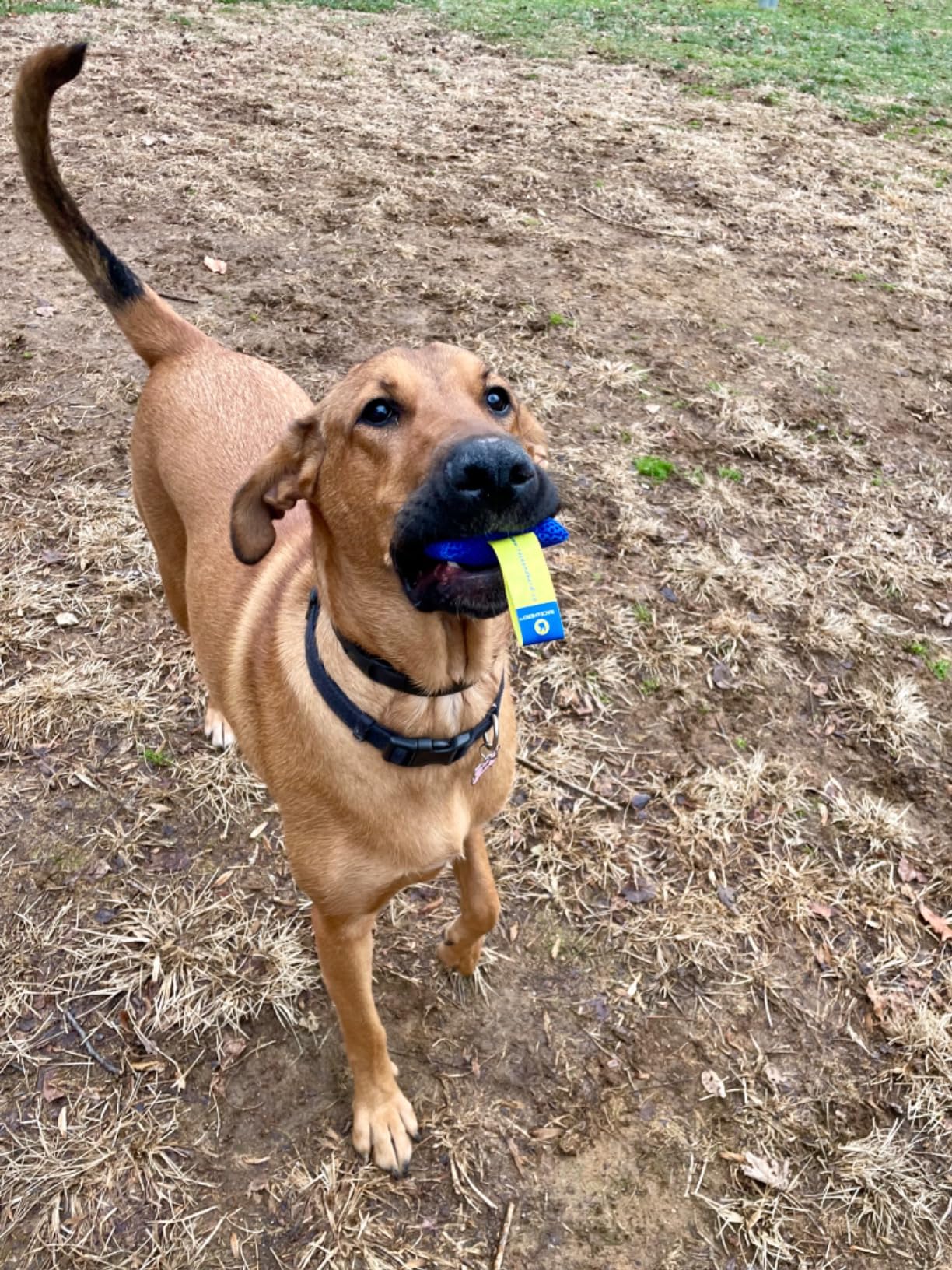 Race&Herd Original Dog Scent Training Kit, Scent Work Training Kit for Dogs - Nosework for Dog Mental Stimulation Agility Training Equipment for Dogs, Brain Games Smell Training Kit for Loss of Smell customer photo 1