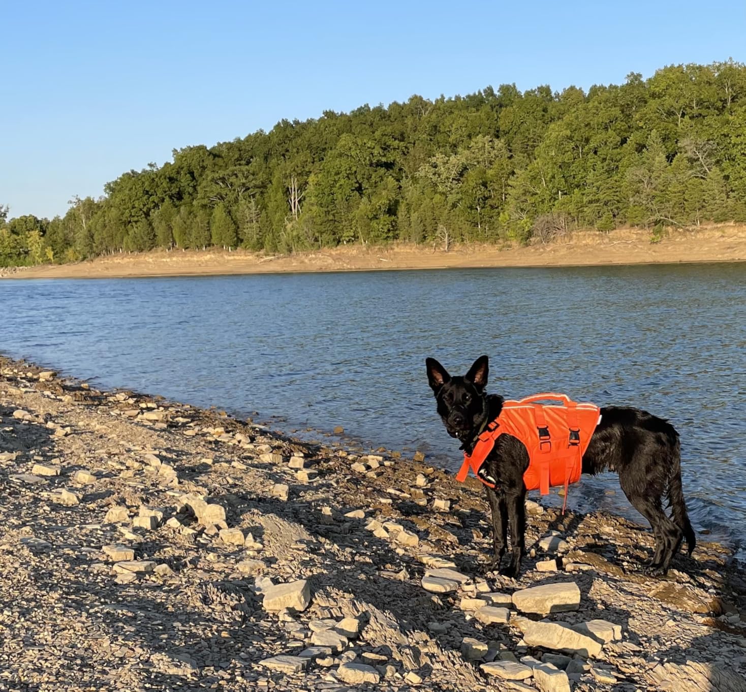 Kuoser Dog Life Jacket High Flotation, Reflective Dogs Life Vest customer photo 1