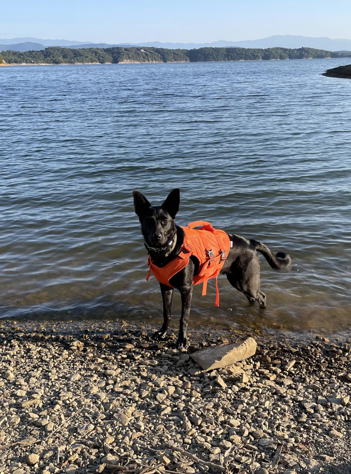 Kuoser Dog Life Jacket High Flotation, Reflective Dogs Life Vest customer photo 2