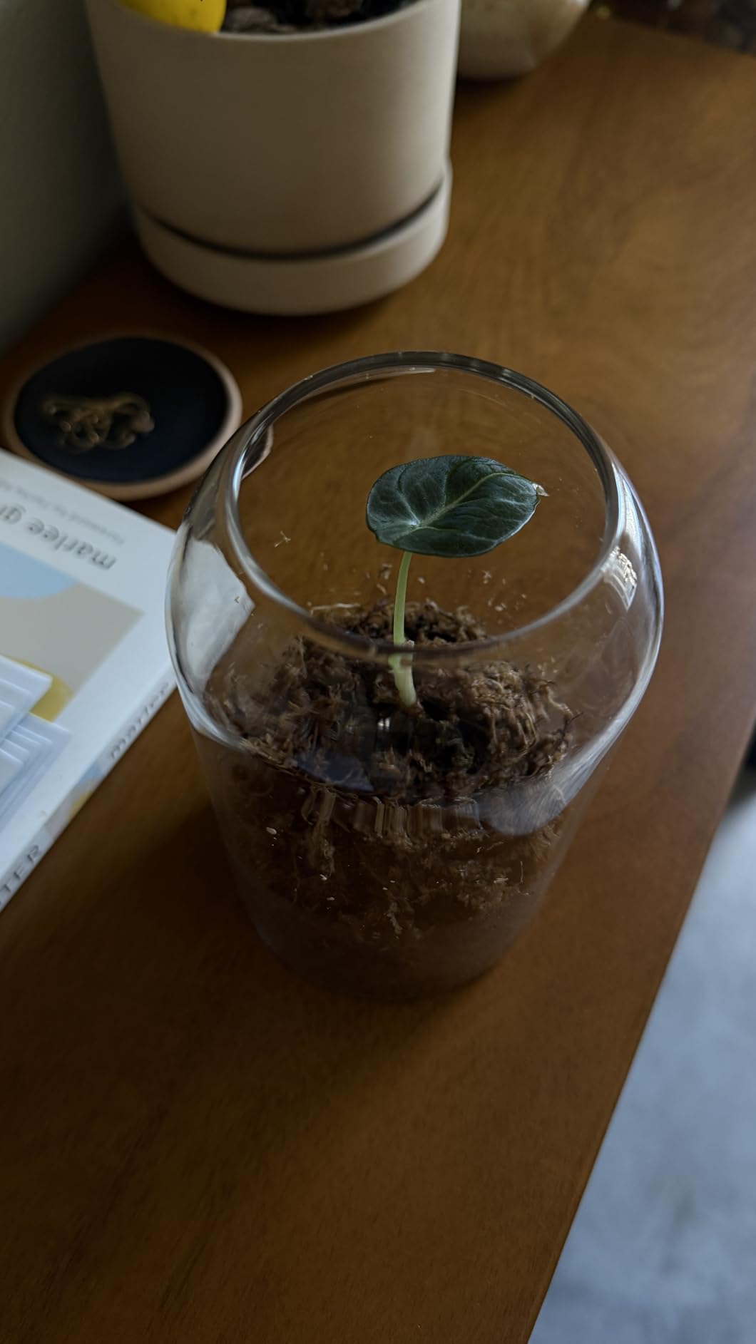 Glass Terrarium with Airtight Wood Lid (Ball Cork) | Closed Terrarium Planter | Clear Glass Bottle Jar Container | 800ml / 27oz | Moss Terrarium Jar | Indoor Ecosystem Decoration Gifts customer photo 2