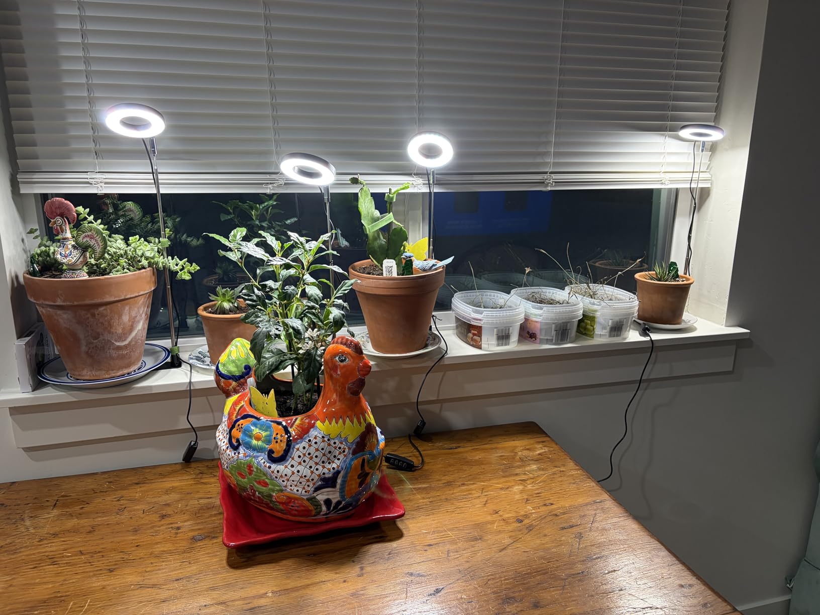 Aokrean Plant Grow Light, 48 LEDs Full Spectrum Grow Lights for Indoor Plants, Height Adjustable Small Halo Grow Light with Base, 3 Optional Spectrums, Auto Timer 3/9/12Hrs, 10 Brightness, 3 Pack customer photo 1