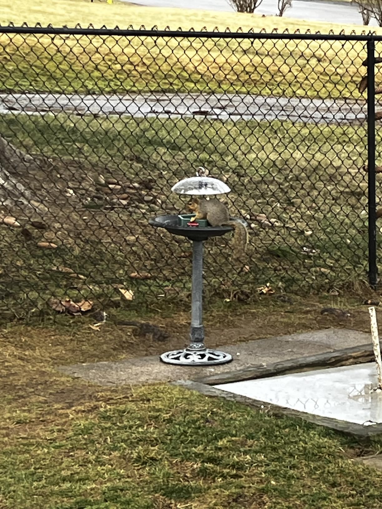 Kingsyard Large Platform Bird Feeder Outdoor Hanging, Adjustable Dome Squirrel Proof Rain Cover, Metal Mesh Tray Recycled Plastic Wild Bird Seed Feeding Station, Green customer photo 2