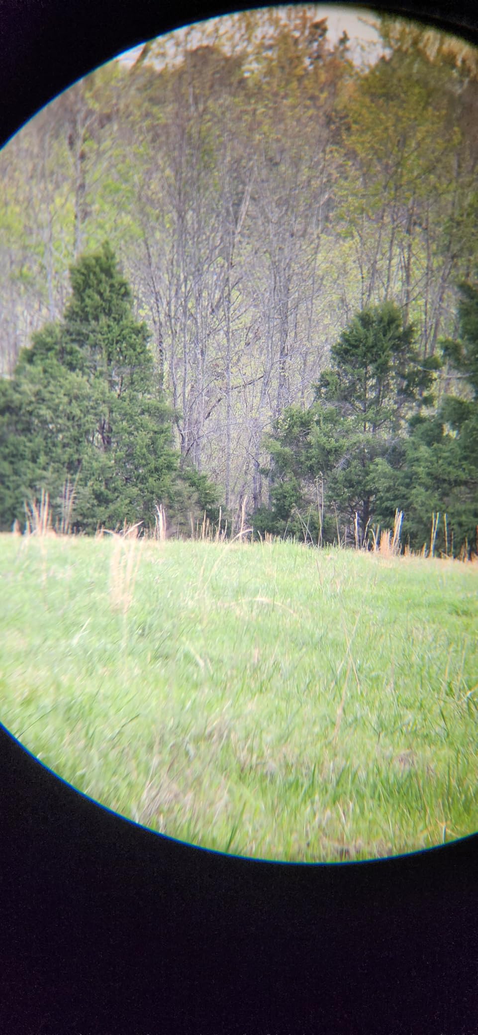 Vortex Triumph HD 10x42 Binocular TRI-1042 customer photo 2