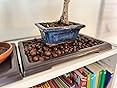 2Pcs Bonsai Pots Humidity Drip Trays, Square Plant Pot Saucer Drainage Tray for Indoor Cactus Bonsai Trees, Accessories (Black) customer photo 2
