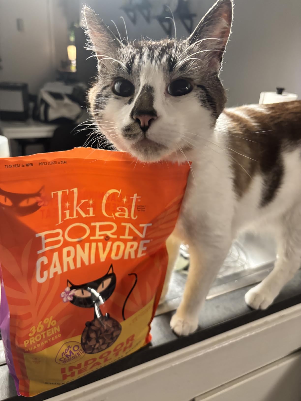 Tiki Cat Born Carnivore High Protein, Indoor Health, Chicken and Turkey Meal Recipe, Grain-Free Baked Kibble to Maximize Nutrients, Dry Cat Food, 3 lb. Bag customer photo 1