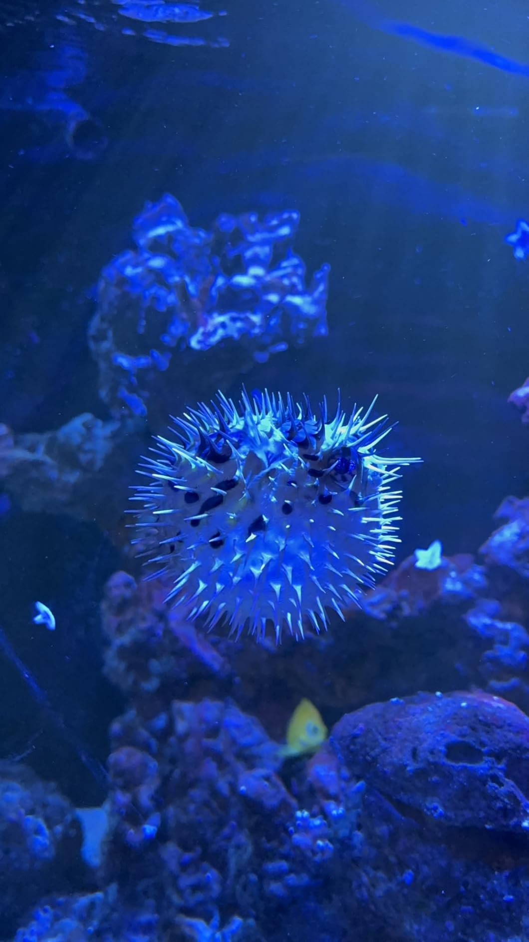 Red Sea 3-in-1 ReefATO+ Auto Top Off System customer photo 1