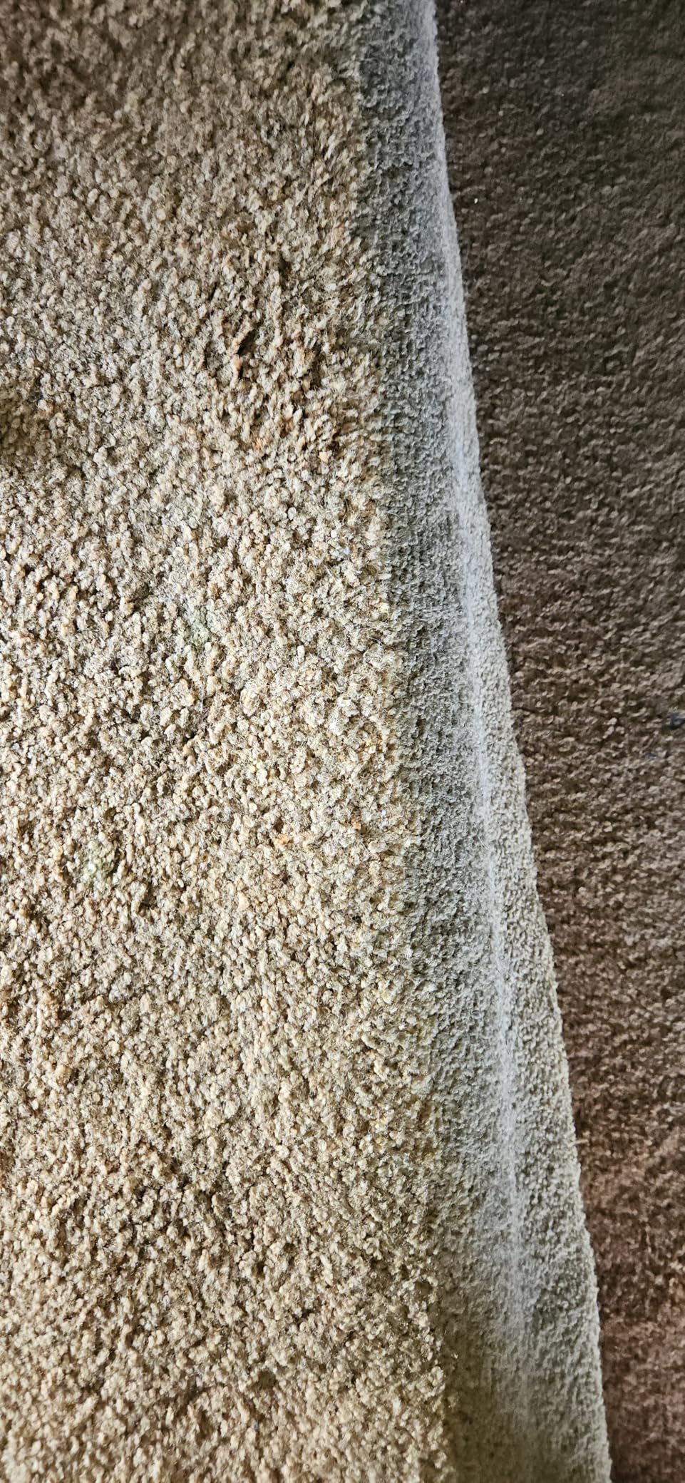 BISSELL TurboClean Pet XL Upright Carpet Cleaner, Upholstery Tough Stain Tool & Formula included, 3746 customer photo 1