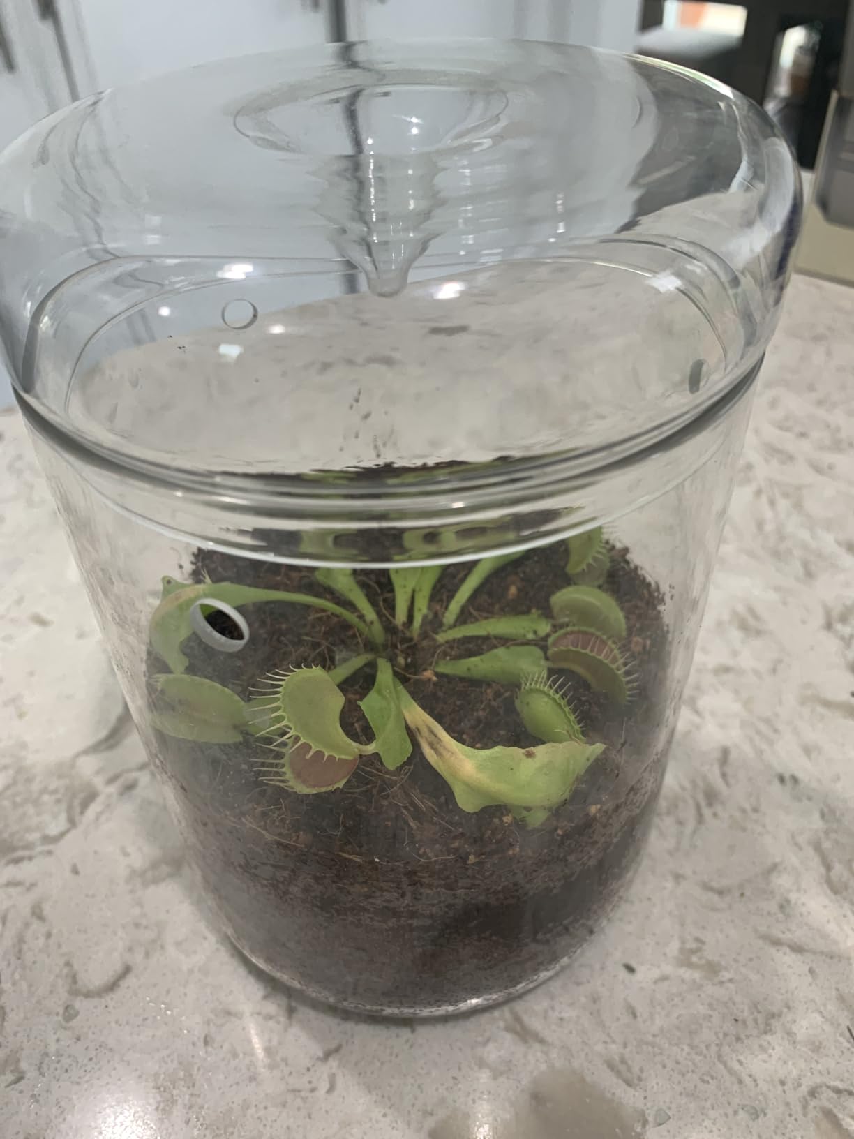 SARUFO Small Glass Plant Terrarium 4.7