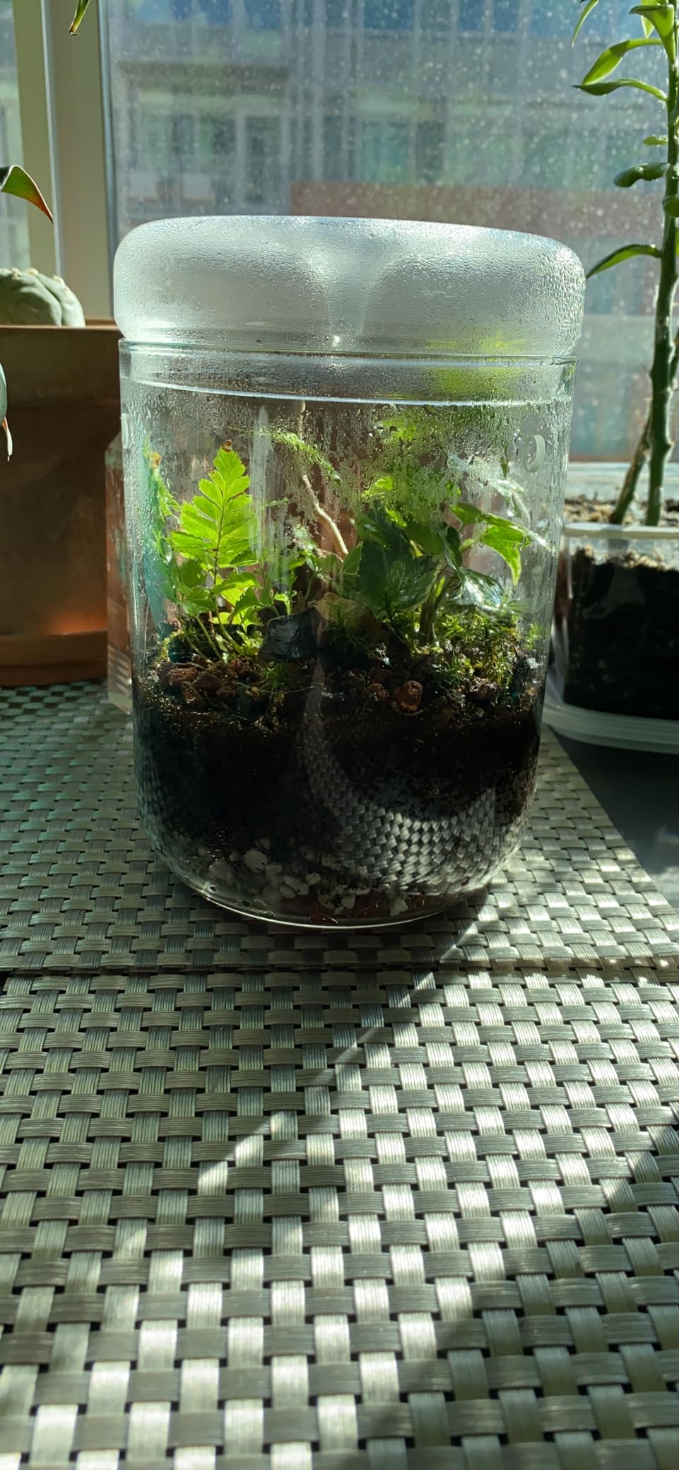 SARUFO Small Glass Plant Terrarium 4.7