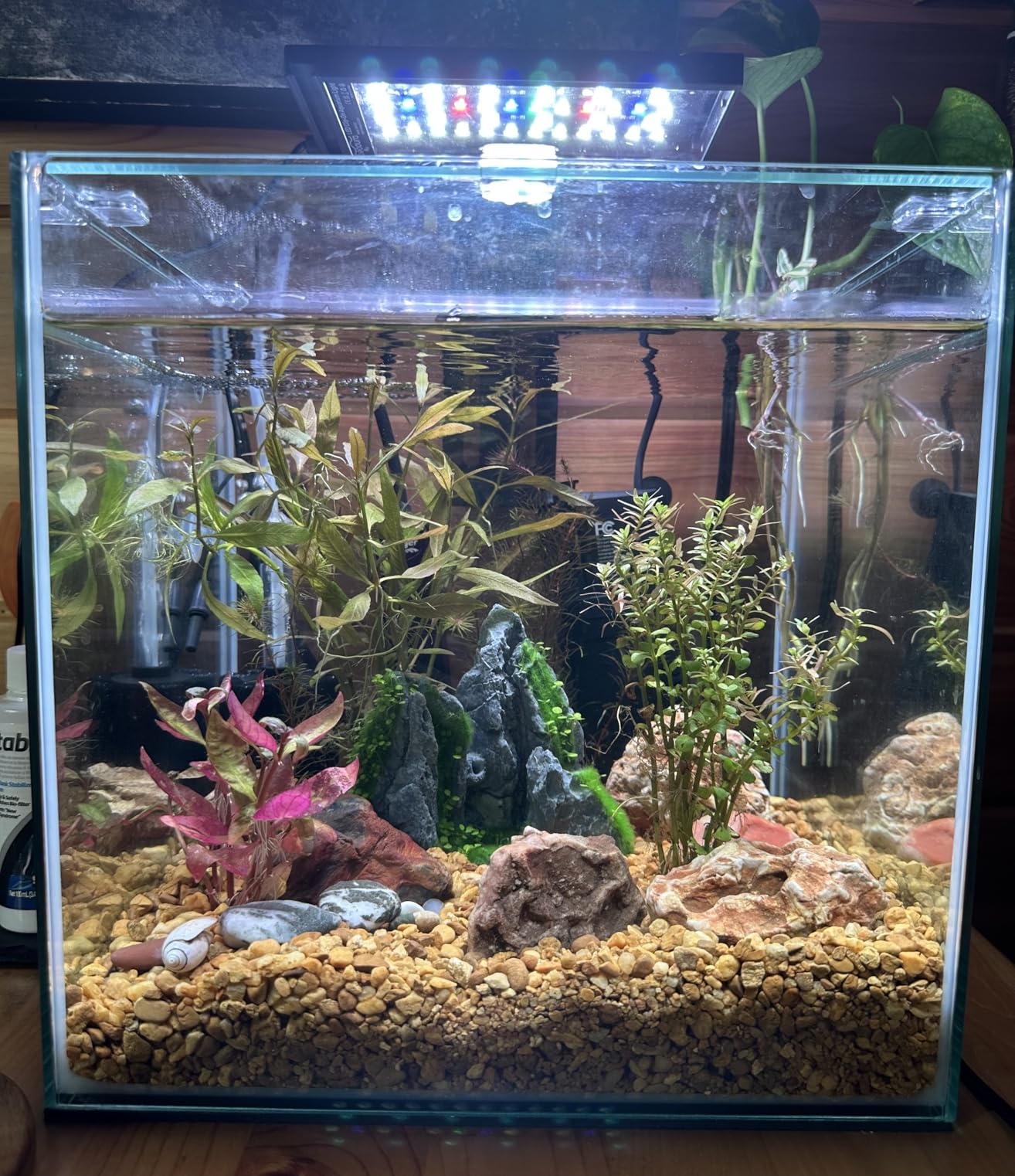 SEAOURA Clip On Aquarium Light for Plants-24/7 Cycle Fish Tank Light with Timer, Full Spectrum+7 Colors Mode, Auto On/Off, Adjustable Brightness and Height, 20W (12inch for 12-20 inch Tank) customer photo 1