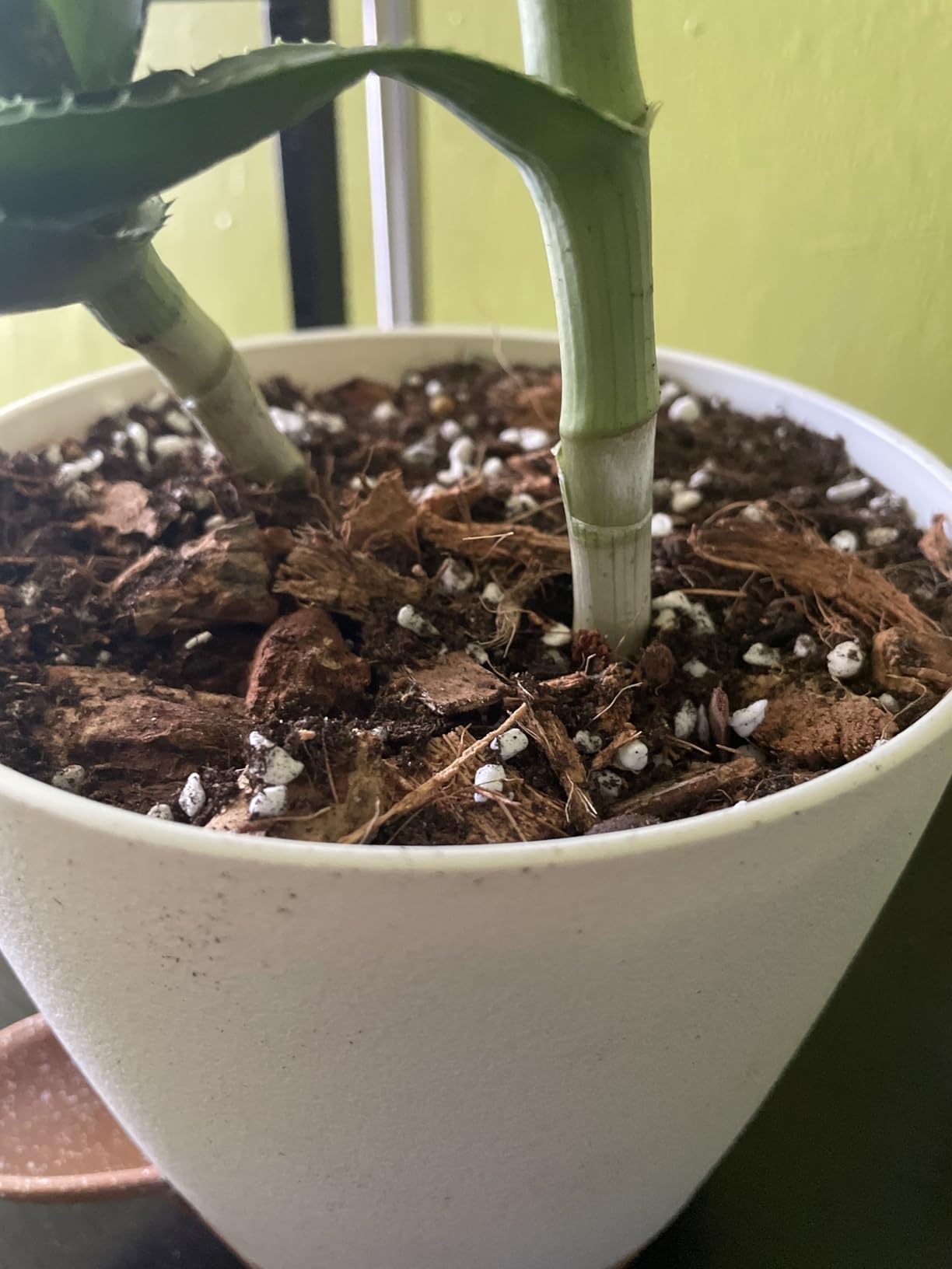 Legigo 1.1 LB Coco Coir Chips for Plants- 100% Organic Coconut Chips Brick Potting Mix with Low EC & PH Balance, Coconut Husk Substrate Coco Husk Mulch for Garden customer photo 1