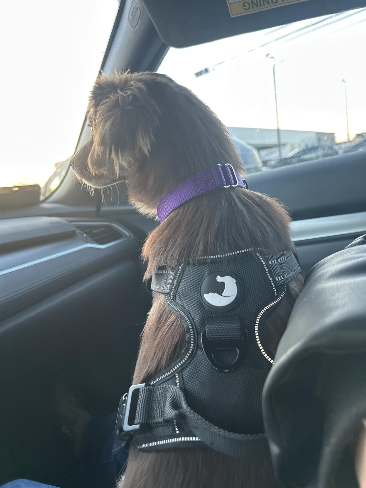 Joytale No Pull Dog Harness for Large Dogs, Reflective Pet Vest with Front Clip, Adjustable Soft Padded Harnesses with Easy Control Handle, Teal, L customer photo 2