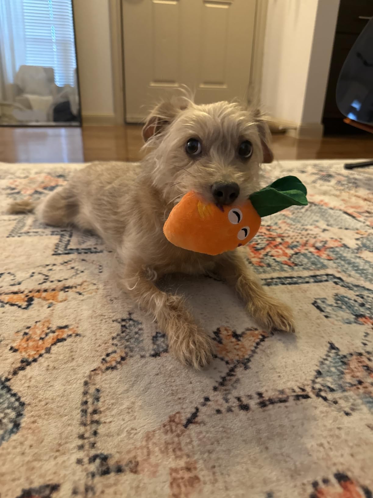 Dog Snuffle Ball-Interactive Puzzle Dog Toys Encourage Natural Foraging Skills Slow Feeder for Training and Stress Relief, Cloth Strip Hiding Food Chew Toys with Squeaky Carrot Toy for Any Size customer photo 1