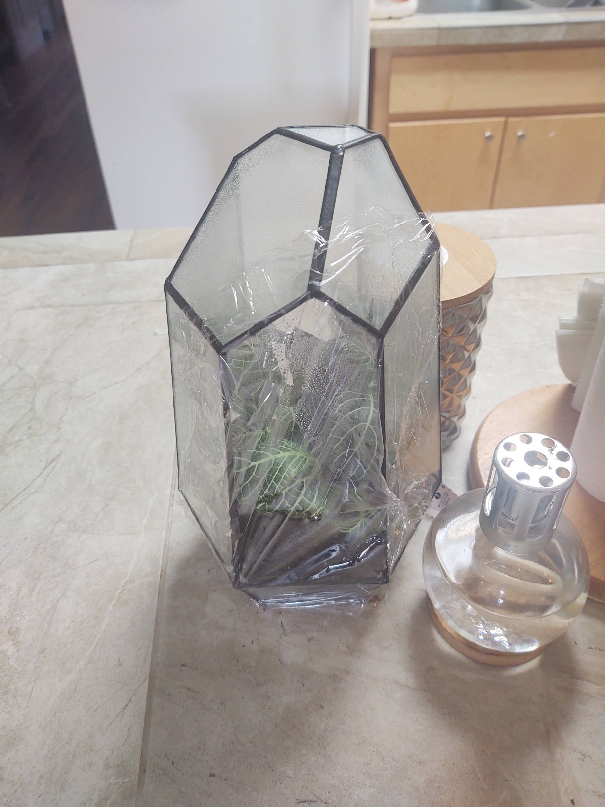 YIMORENCE V Large Tall Plant Terrarium Glass Greenhouse with Lid and Tray, Indoor Tabletop Orchid Succulent Cacti Kit 9.5'X9.8'X5.6' customer photo 1