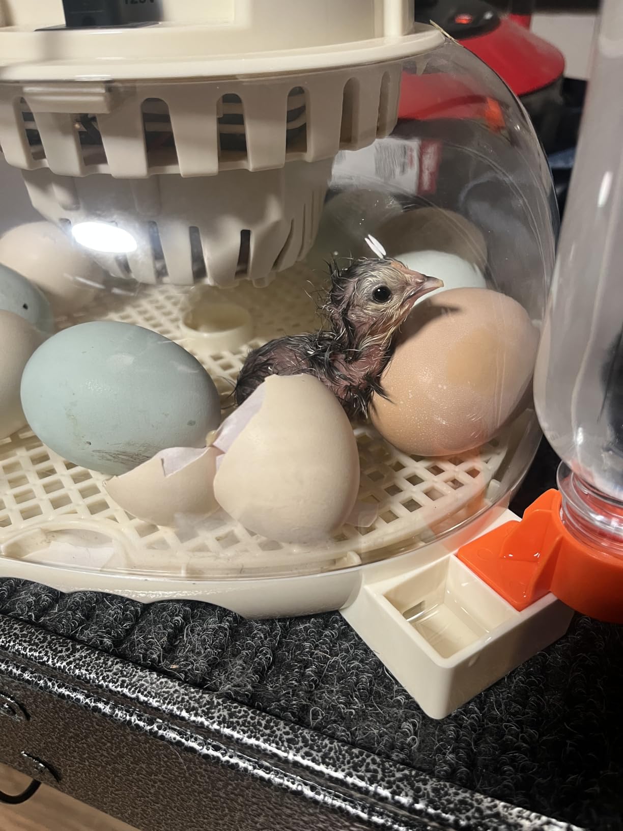 APDOE Egg Incubators for Hatching Eggs, Temperature and Humidity Control, Automatic Egg Turning, Egg Candler, External Water Bottle, Air Vent, for Chicken, Duck & Quail Eggs, 12 Eggs customer photo 1
