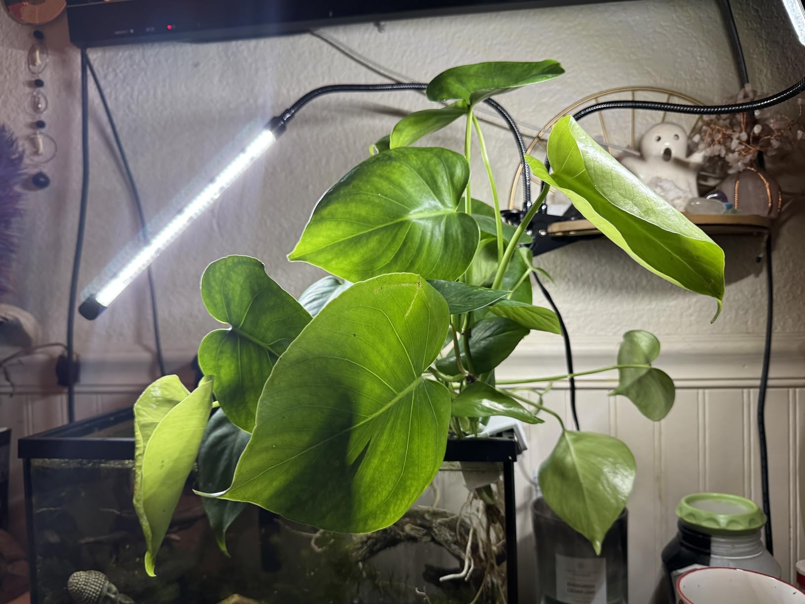 EWPJDK Grow Light 6500K Full Spectrum Plant Grow Lights 84 LED Plant Light with Clip Grow Lamp for Indoor Plants Growing Lamps (1PCS) customer photo 2