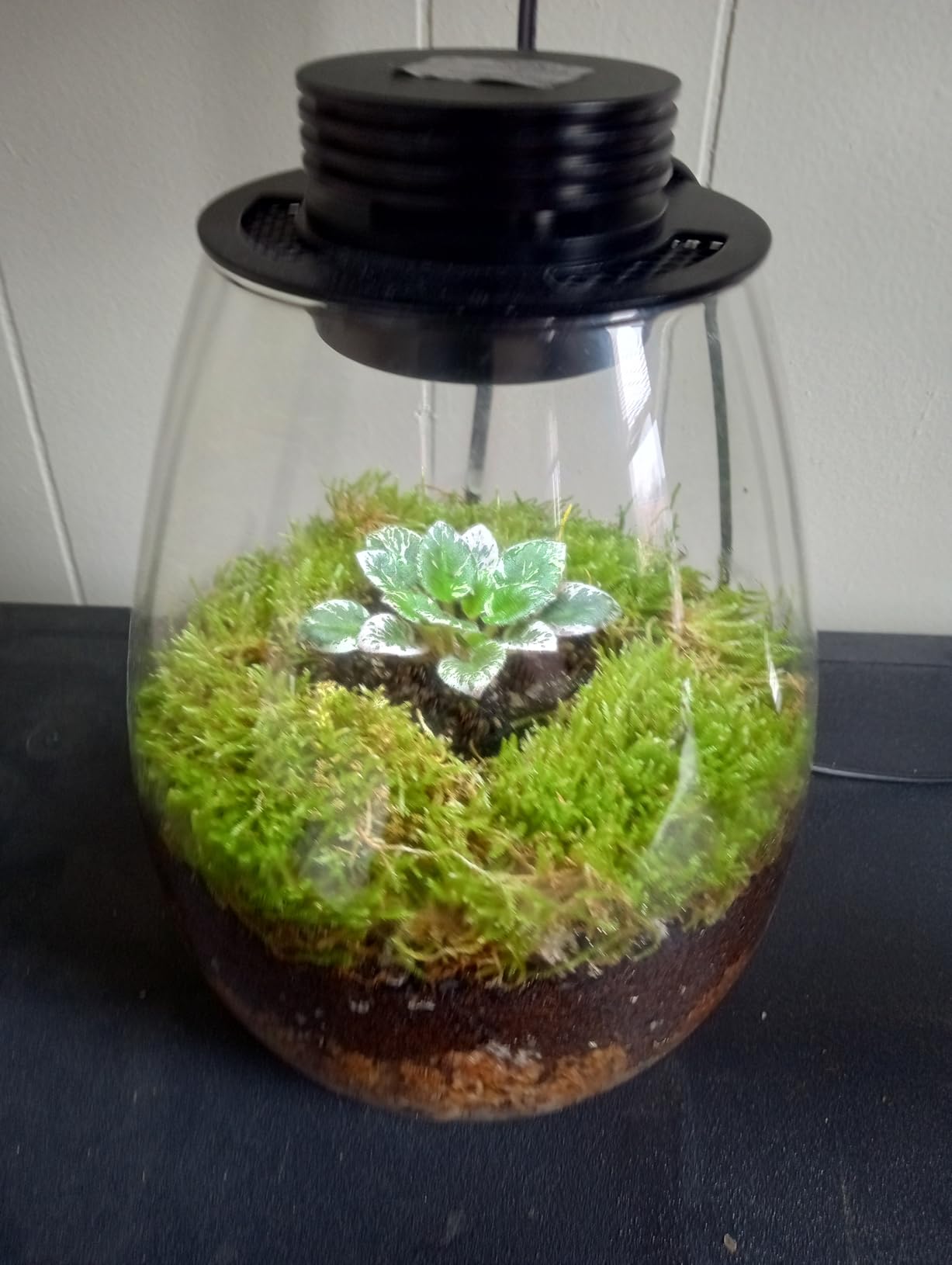 Desktop Glass Terrarium with Grow Light (H:7.8