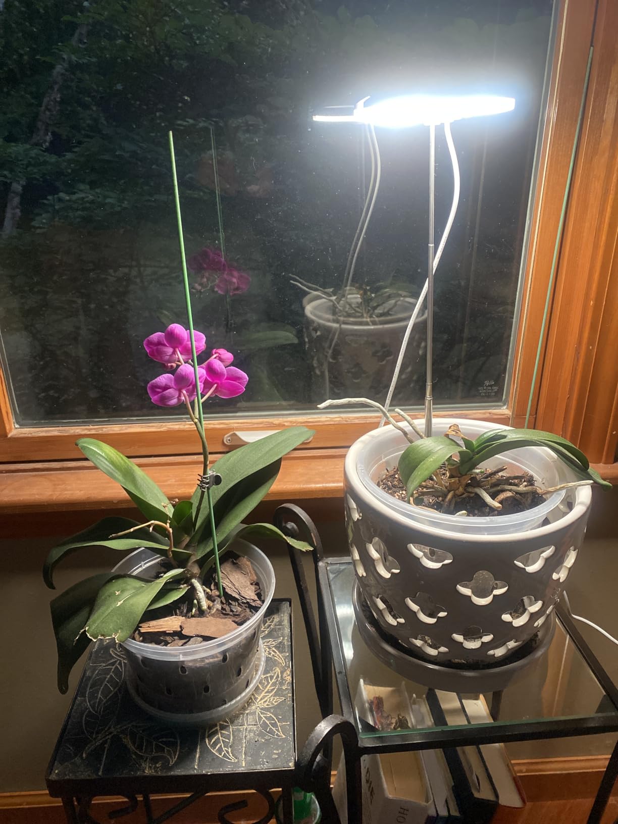 rePotme Grow Light for Orchids, Lumina Orchid, Full Spectrum Plant Light with Adjustable Height and Automatic Timer (White) customer photo 1
