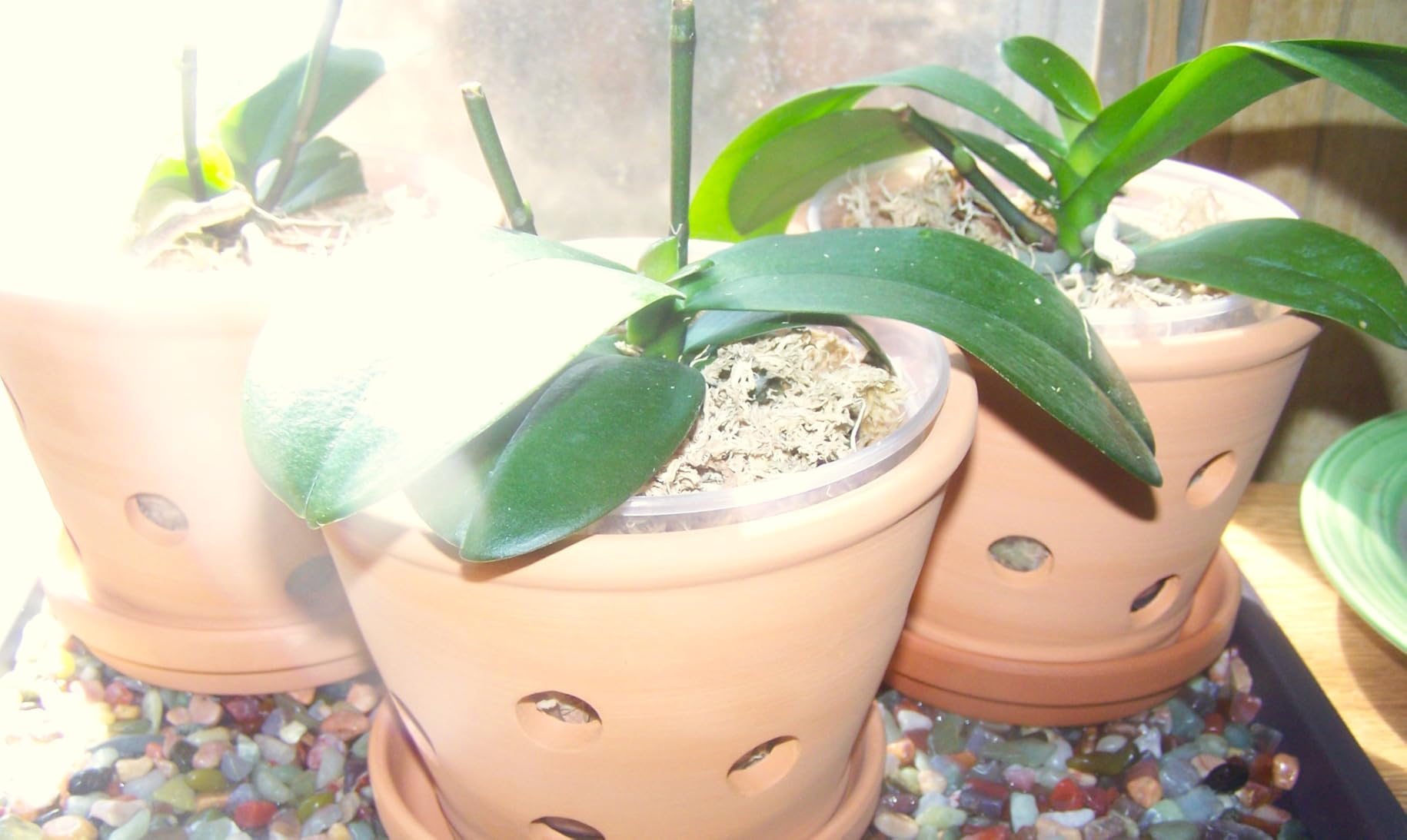 6 Inch Terracotta Orchid Pots with Holes, Saucers - 3 Pack Clay Orchid Planter Pots for Repotting, Small Terra Cotta Pot, Indoor & Outdoor, Promotes Air Circulation customer photo 1