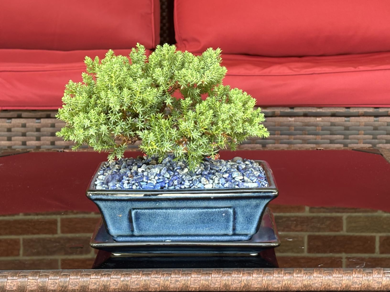 Villa Como Bonsai Pots Small Shallow Succulent Planters for Live Bonsai Trees Set of 2, 7.5