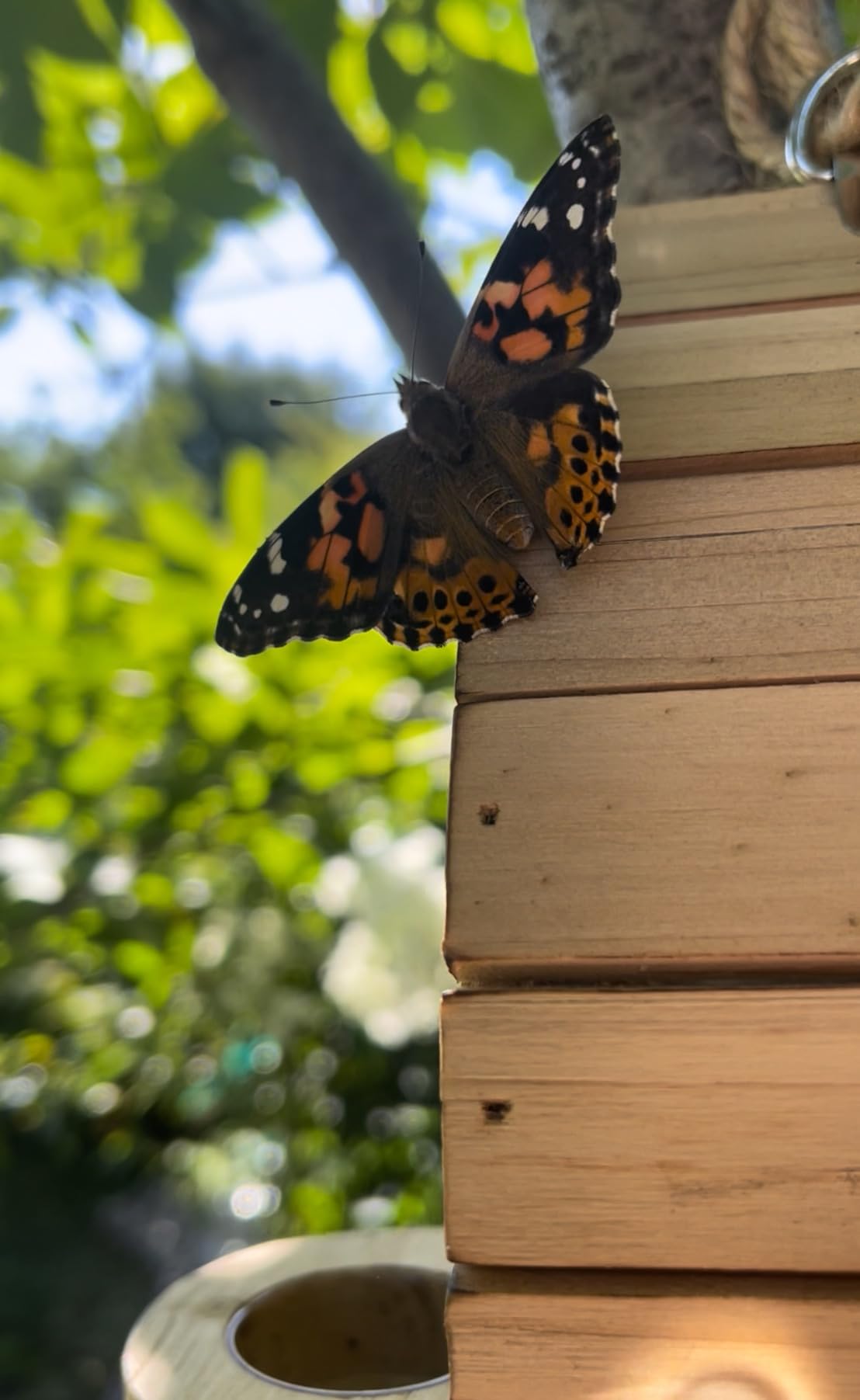 Butterfly House Butterfly Habitat Garden - Wooden Butterfies Houses with Feeder Hanging Garden Decoration Natural Nesting Box for Butterflies Bugs Moths & Lacewings customer photo 1