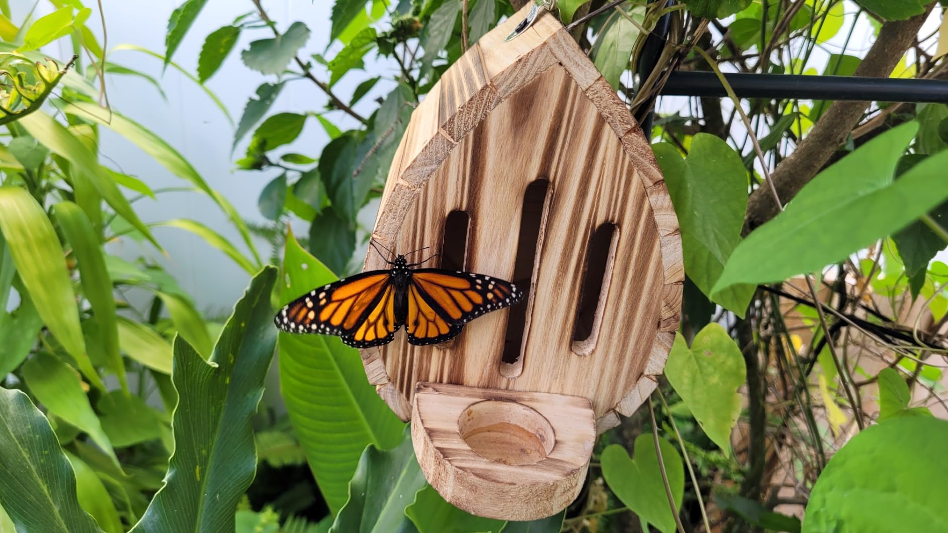 Butterfly House Butterfly Habitat Garden - Wooden Butterfies Houses with Feeder Hanging Garden Decoration Natural Nesting Box for Butterflies Bugs Moths & Lacewings customer photo 2