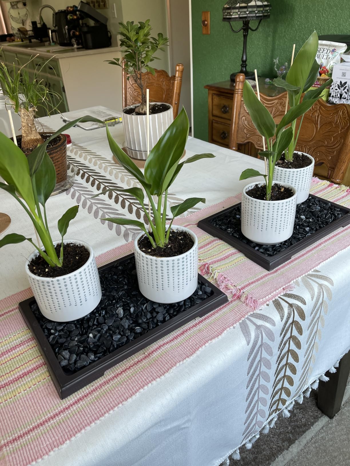 KEOHOLI 2 Packs Bonsai Humidity Plant Tray Drip Trays, Square Plastic Pot Saucer Draining Tray for Indoors Outdoors for Cactus, Succulents, Bonsai Tree, Stone to Drain, Protect, Decorate(11.4*8.4Inch) customer photo 2