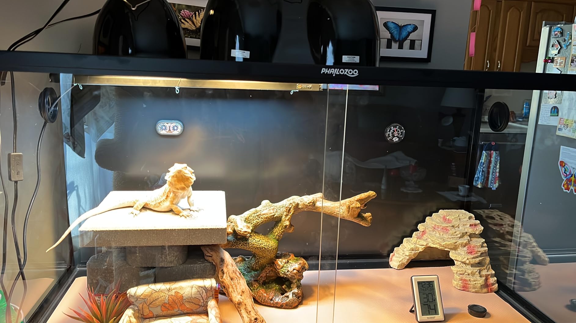 Phailozoo 120 Gallon Bearded Dragon Tank,48