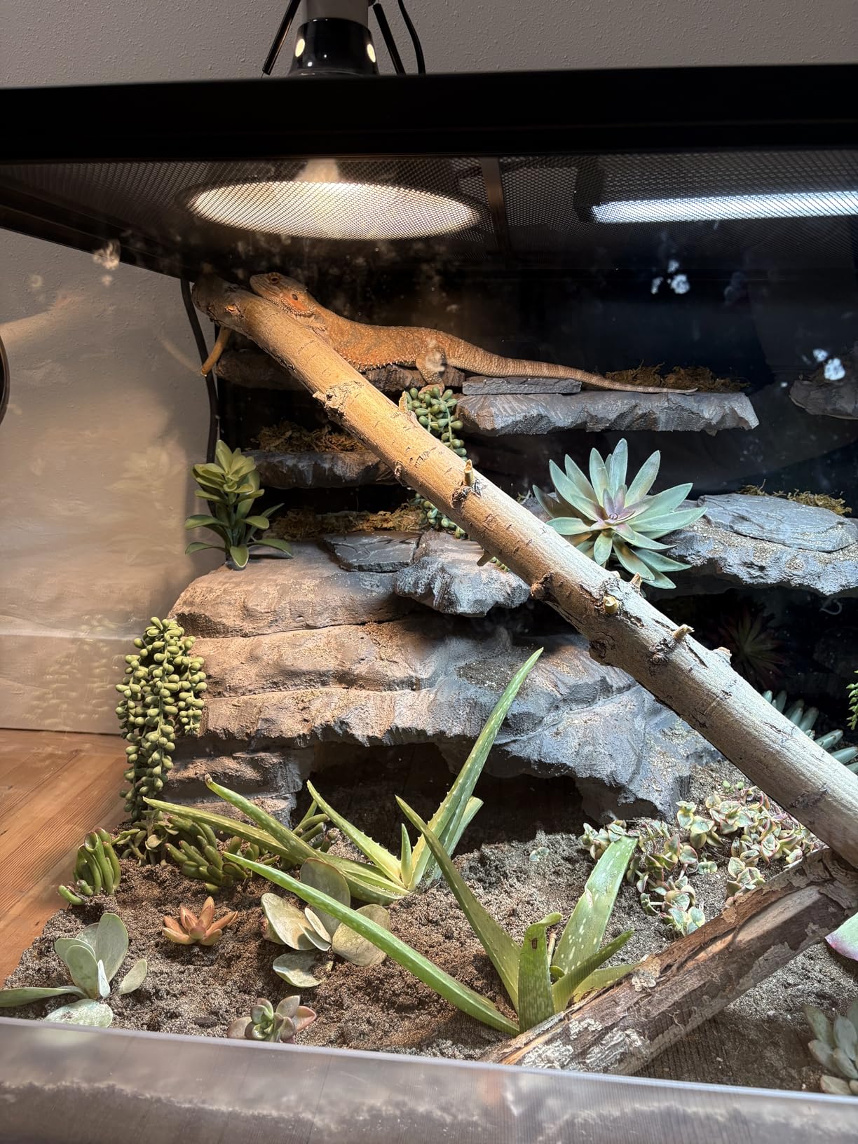 Phailozoo 120 Gallon Bearded Dragon Tank,48