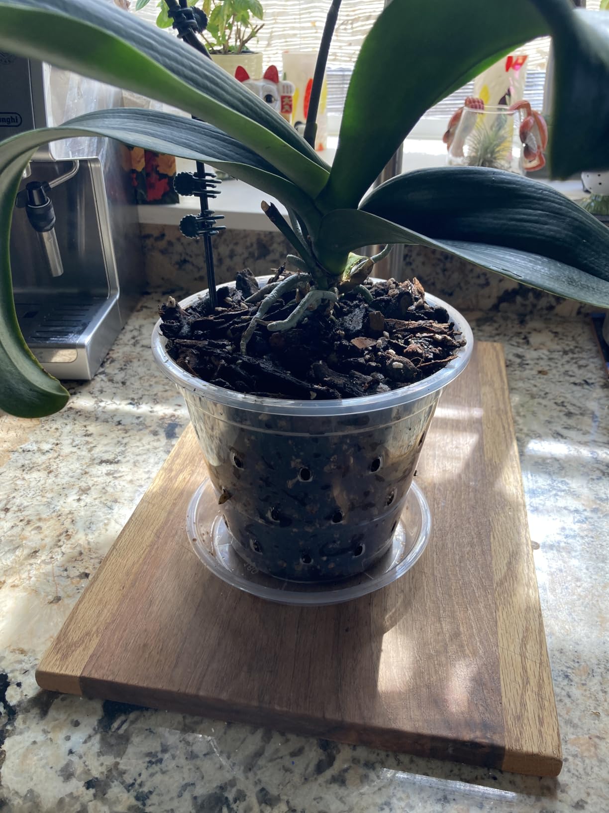 FUIJOL Orchid Pot, 6 Pack 4 Inch (Top Diameter) Clear Orchid Pots with Holes and Saucers for Repotting, Breathable Slotted Plastic Orchid Planters with Drainage for Root Health Indoor Outdoor customer photo 2