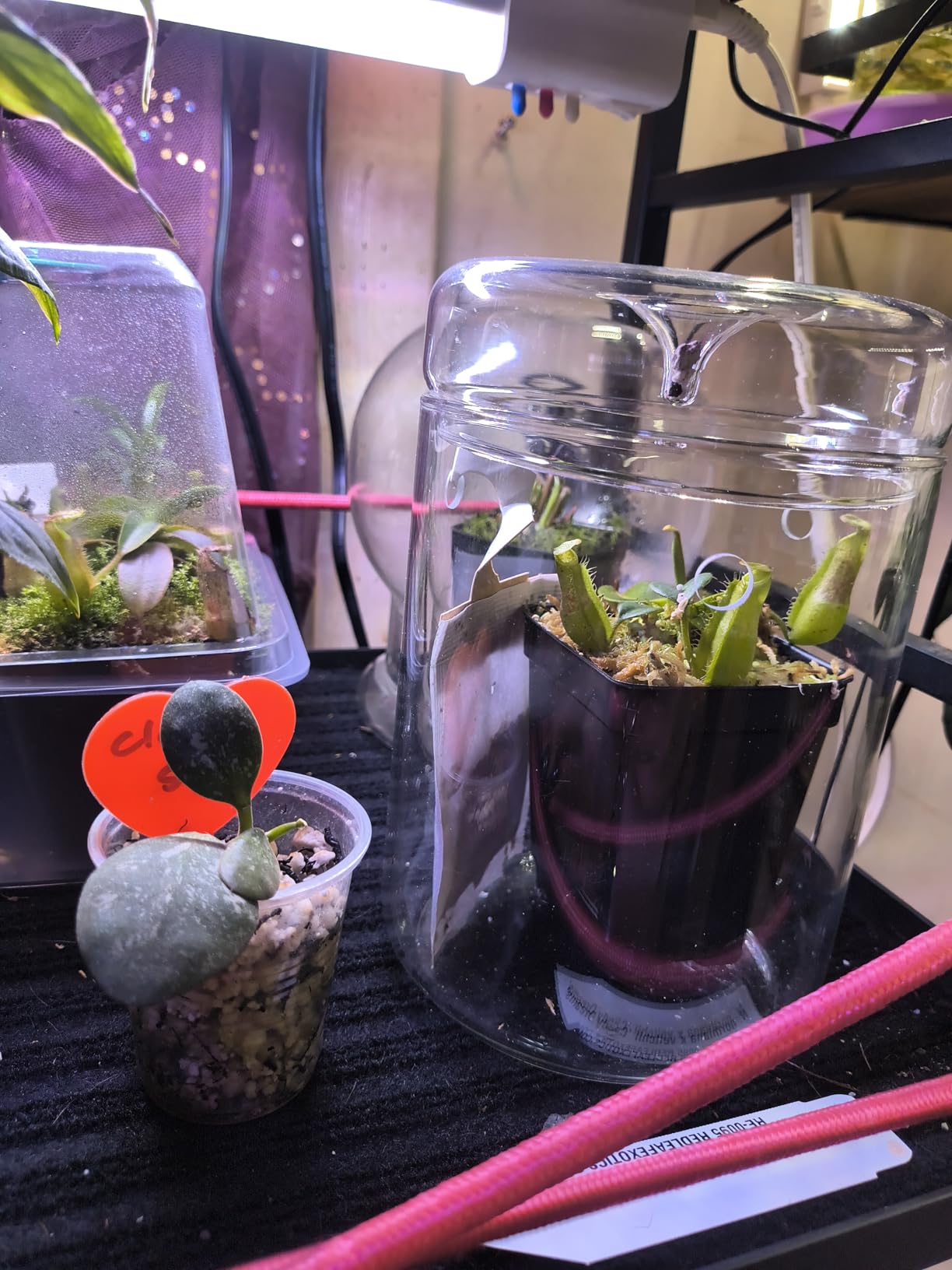 Small Glass Terrarium Jar with Lid - 4.7 x 7 Inch Closed Plant Terrarium for Succulents, Moss, Venus Fly Trap & Self-Sustaining Ecosystems customer photo 1