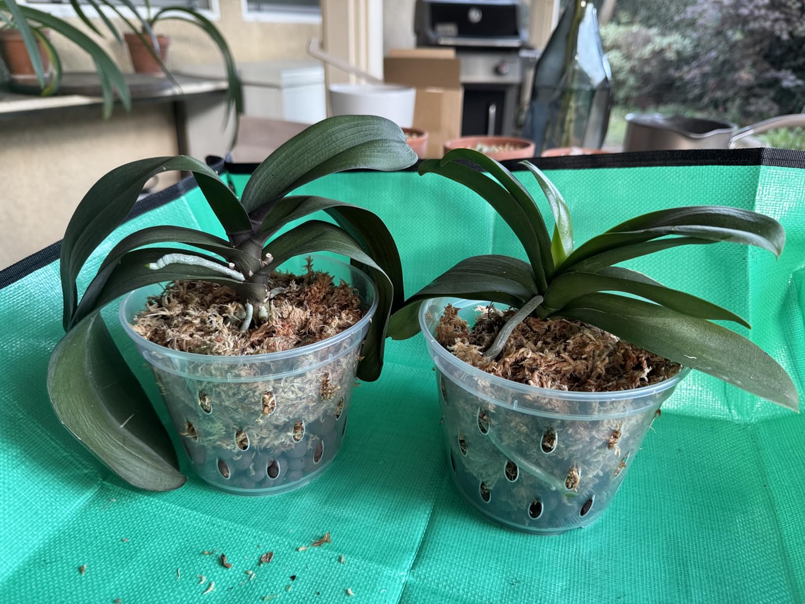 Orchid Pot, 6 Pack Orchid Pots with Holes, 5.5 Inch Clear Plastic Flower Planters for Repotting Indoor Outdoor, Breathable Slotted Nursery Planter customer photo 1