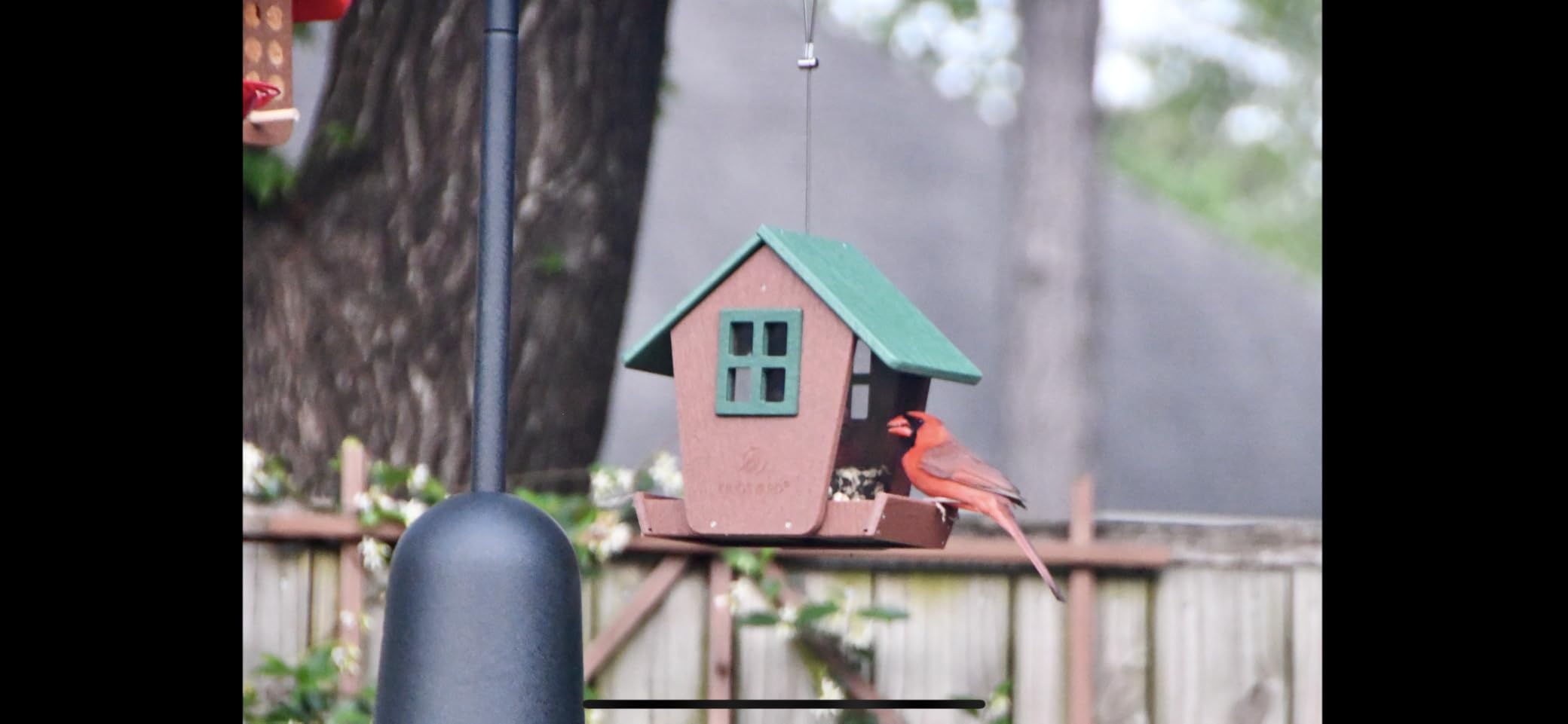 Kingsyard 4 lbs Large Bird Feeder House for Outdoors Hanging, Recycled Plastic Bird Feeder Hopper with Weatherproof Roof & Capacity Tray for Cardinal Bluebird, Garden Yard Outside Decor, Green customer photo 1